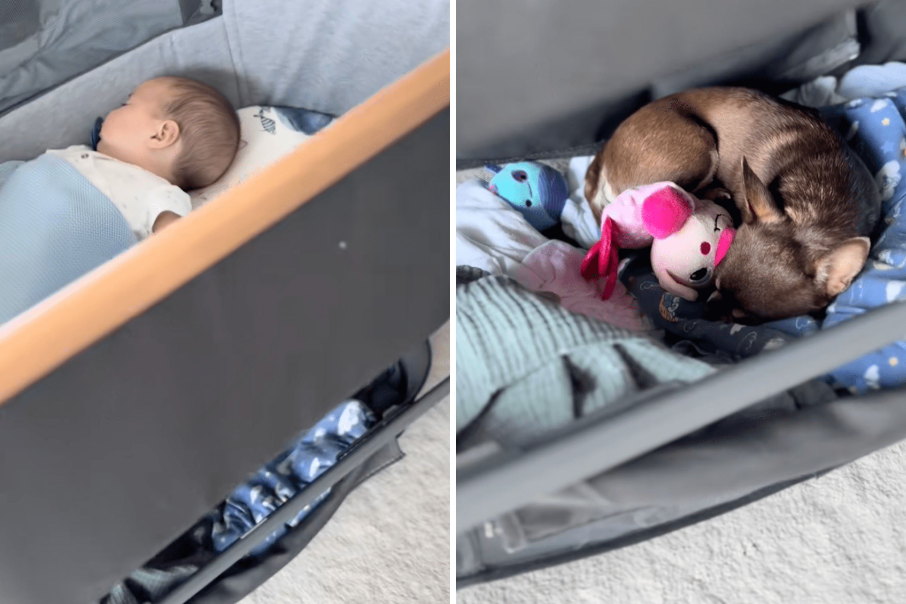 Chihuahua Melts Hearts As Owner Shows Where He Chooses To Sleep