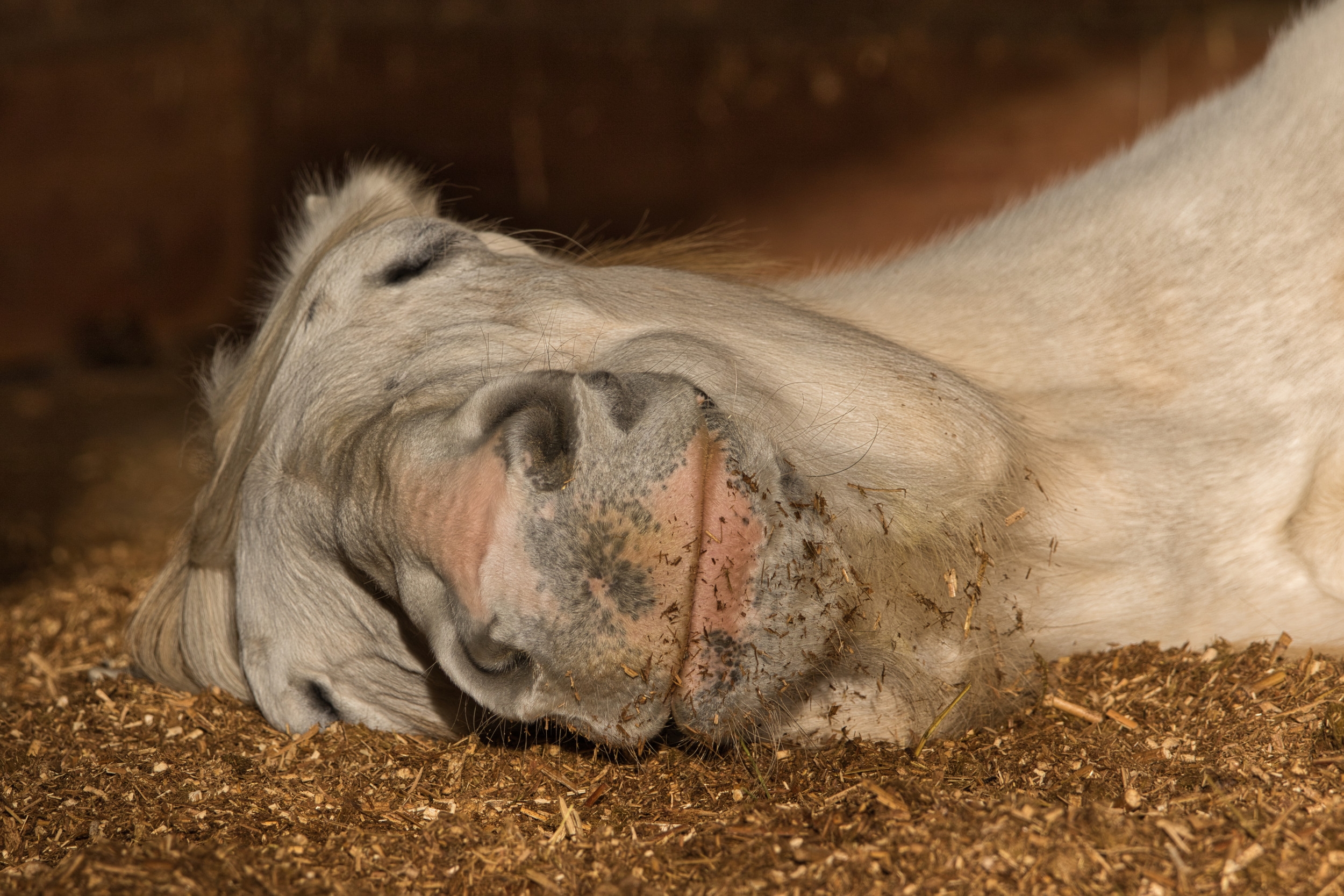 Rescue Horse Melts Hearts As He Discovers the Joy of Peaceful Sleep