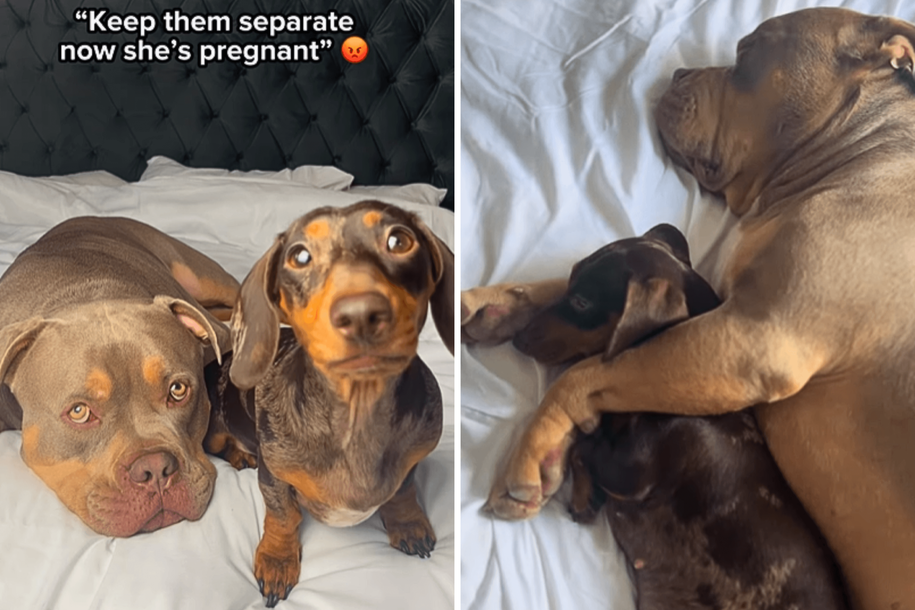 Owner Told Bulldog Is Danger To Pregnant Dachshund—Tears at What Happens