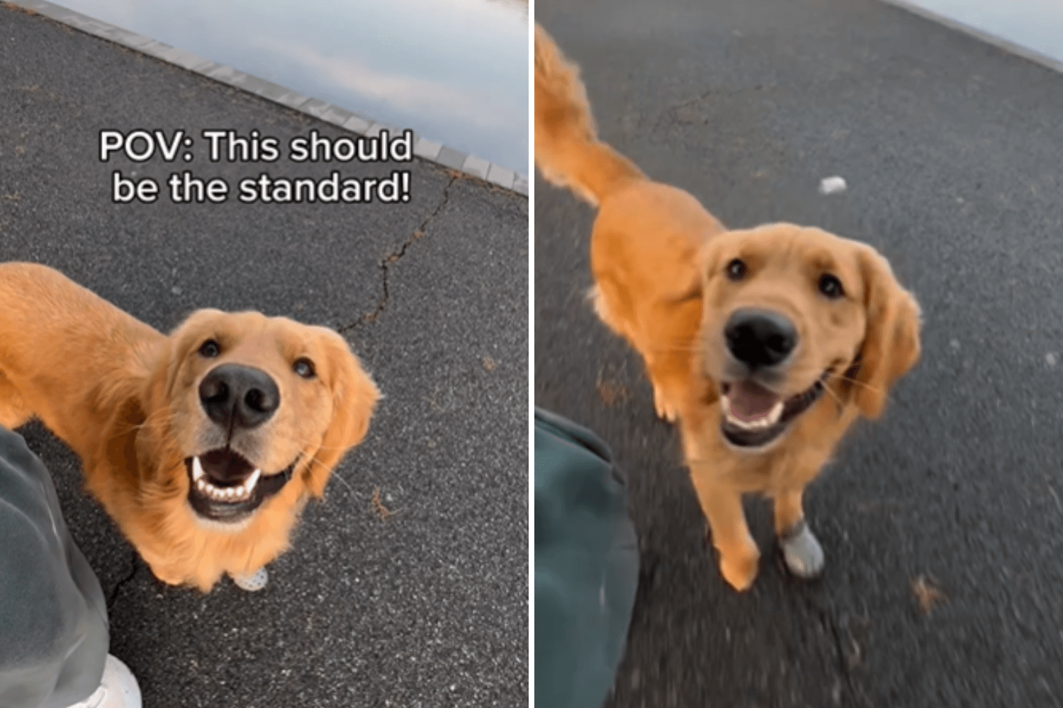 Pet Owner Says This 'Should Be the Standard' When Walking Dogs