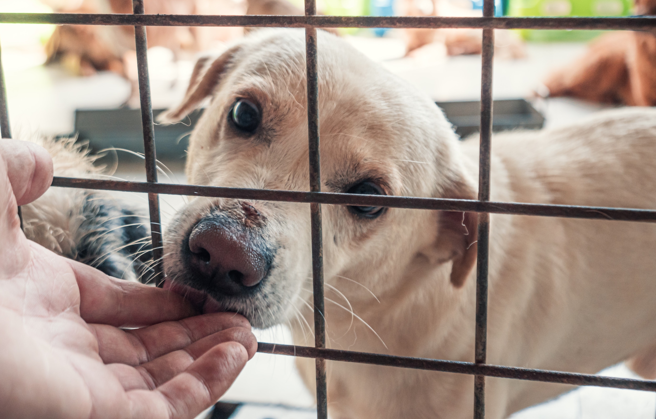 Senior Dog Ends Up in Shelter After Owner Dies—Then Someone Notices Her