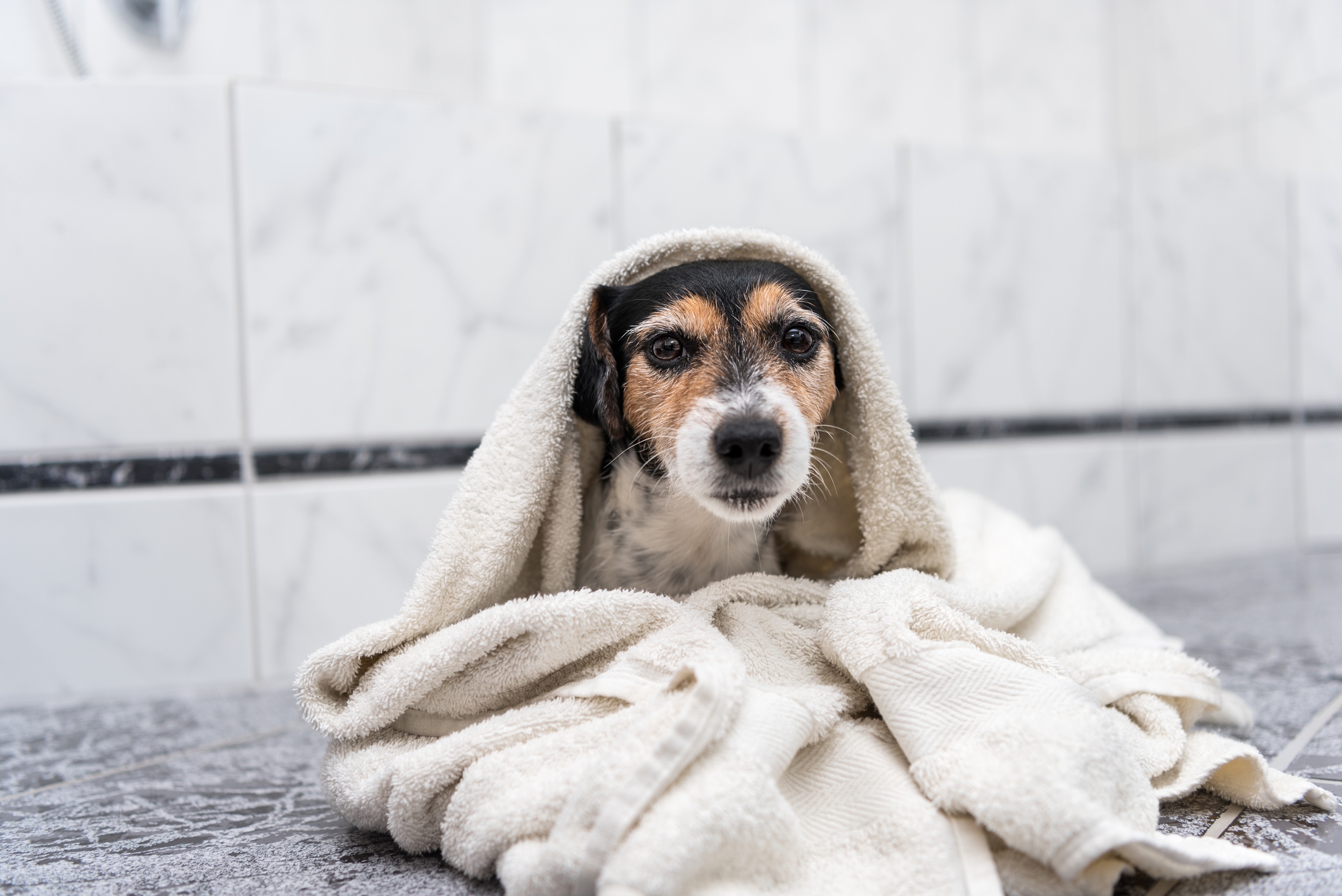Cavalier Has Long Day at Vets, What She Demands Once Home Melts Hearts