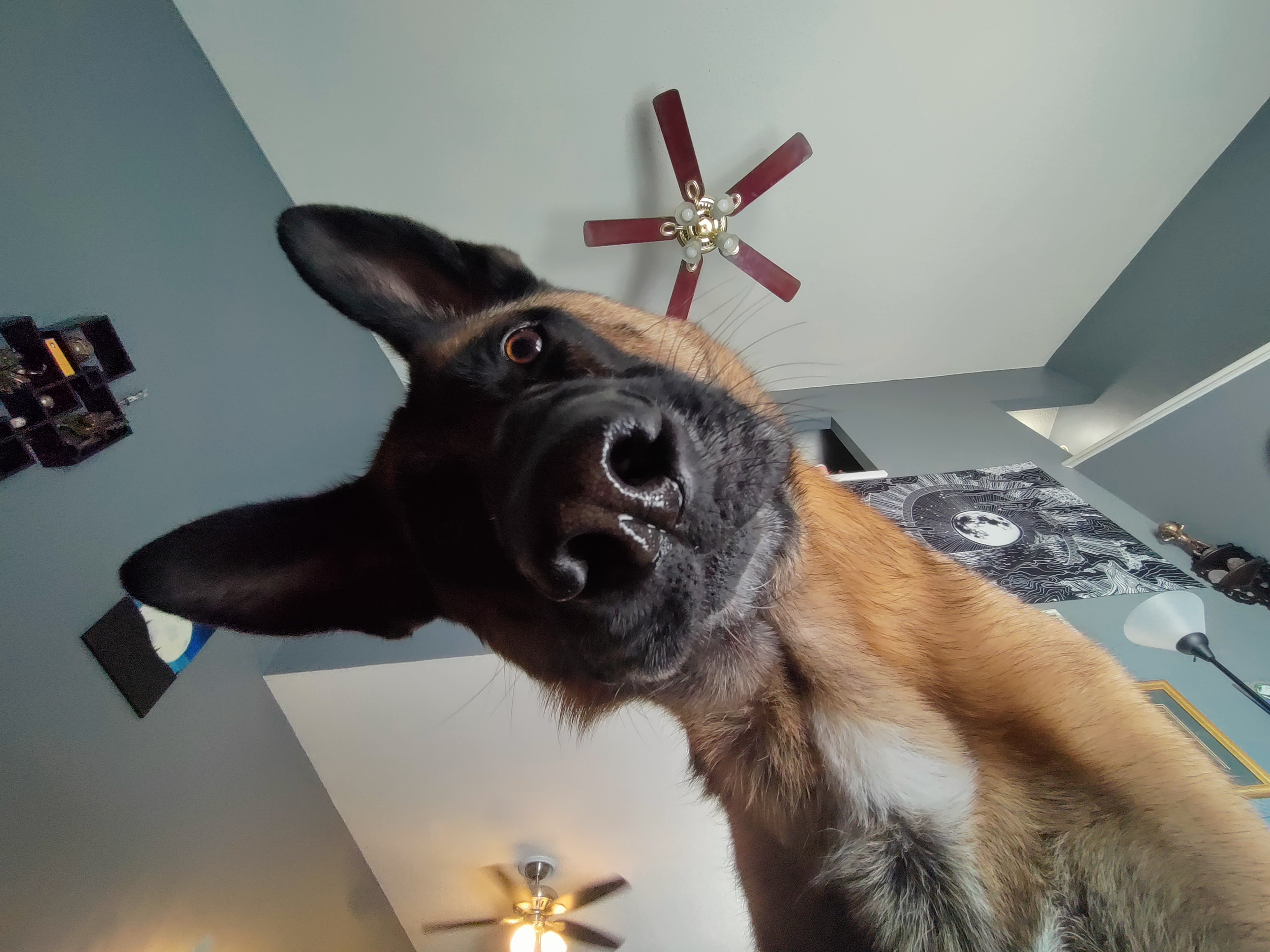Owner Thinks They've Outsmarted Their German Shepherd—but They Haven't