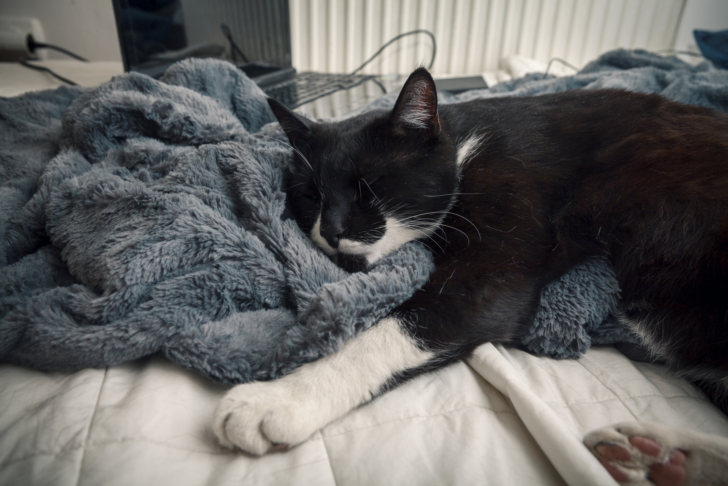 Rescue Cat Enjoys First Night Sleep in Cozy Blanket: 'The Best'