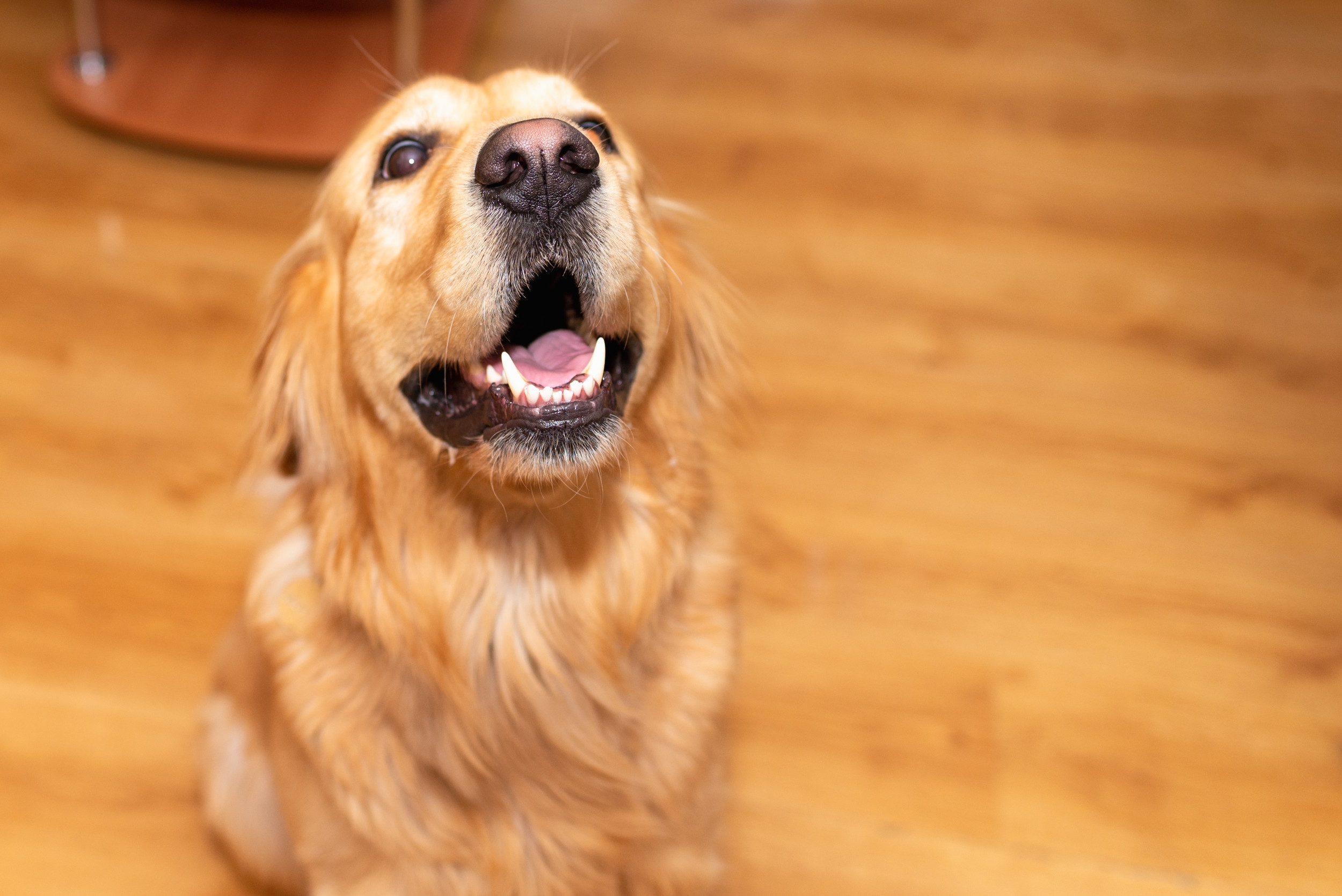 Woman Sleeps at Guy's House—What Golden Retriever Does Next Day Goes Viral