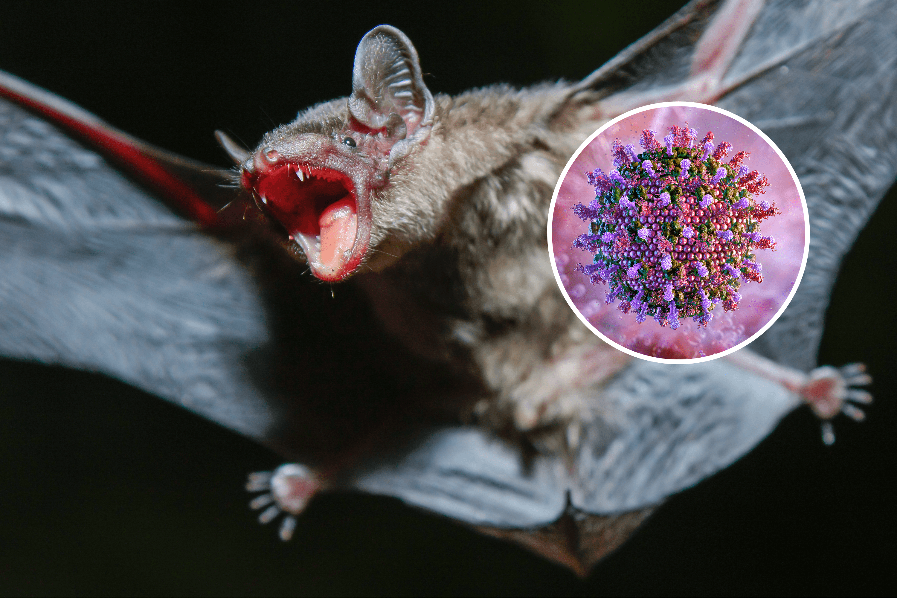 New Bat Viruses Discovered in China 'Raising Urgent Concerns'
