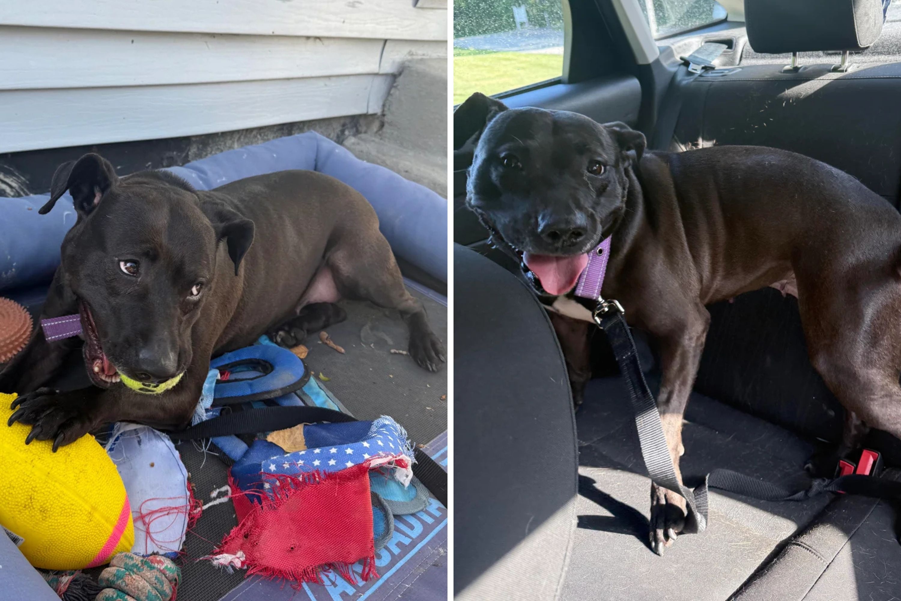 Dog 'Broken Out' of Animal Shelter After 730 Days—Her Reaction Says It All