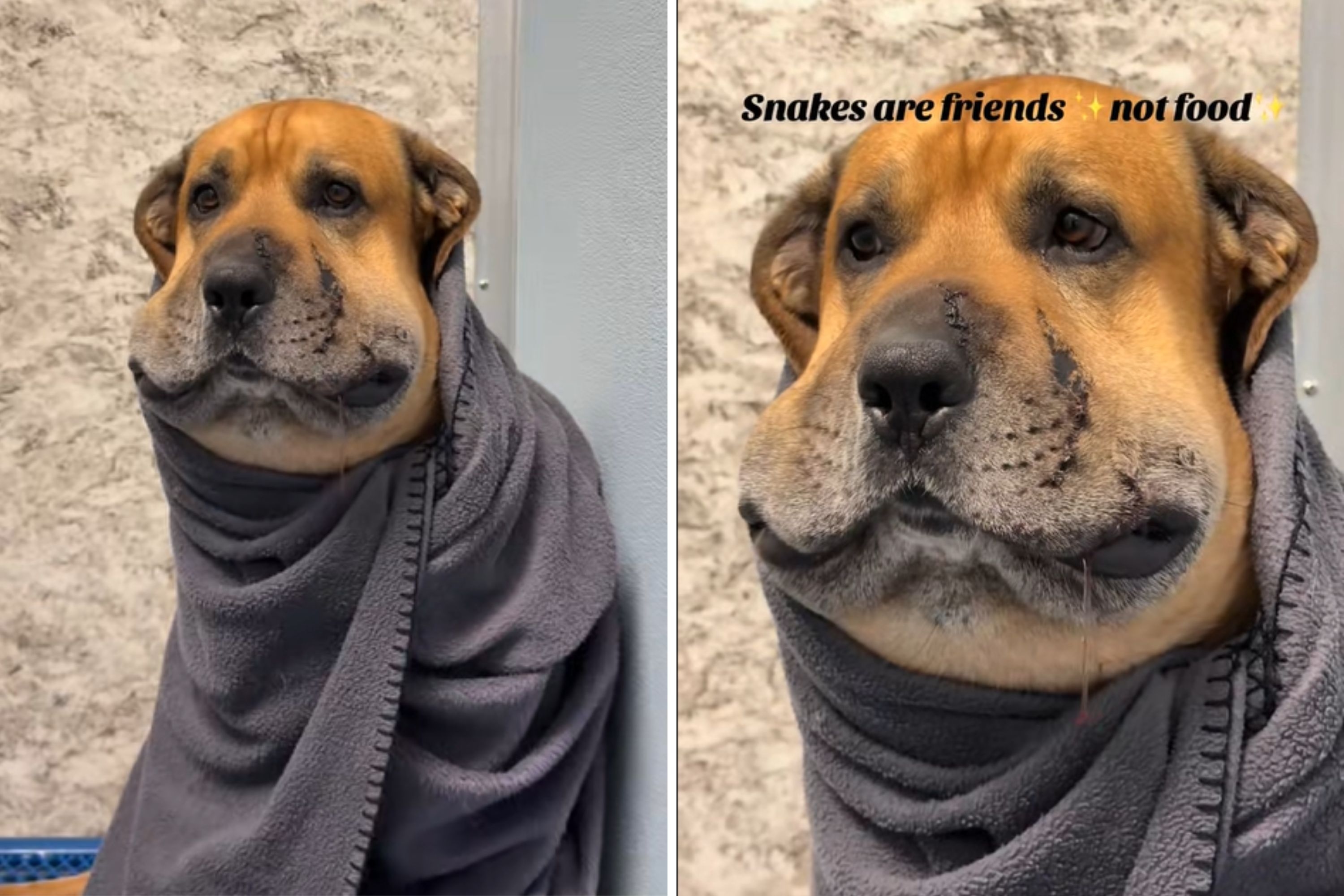 Dog Learns the Hard Way That Snakes Are 'Friends Not Food'