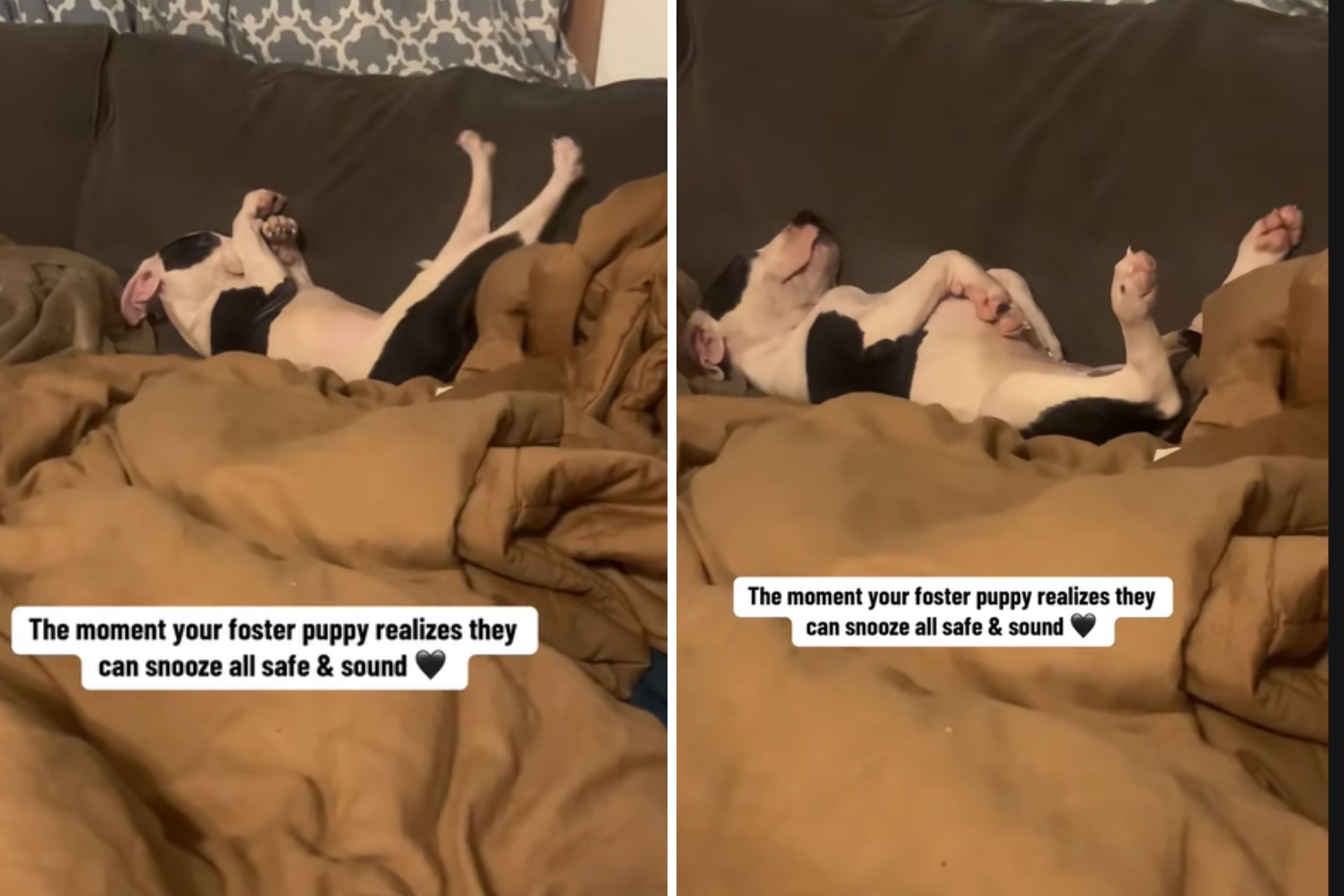 Woman Sees What Foster Puppy Does at Home, Realizes He Finally Feels 'Safe'