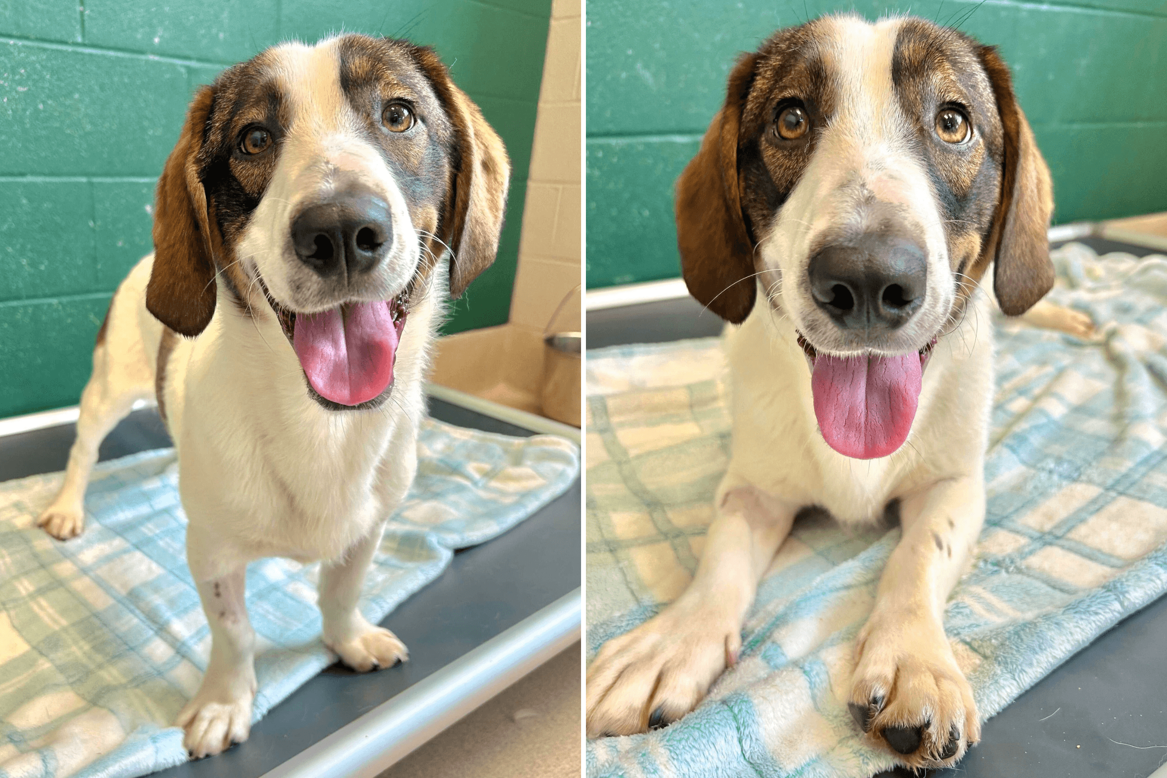 Friendly Rescue Dog Returned To Shelter Twice for Being 'Too Playful'