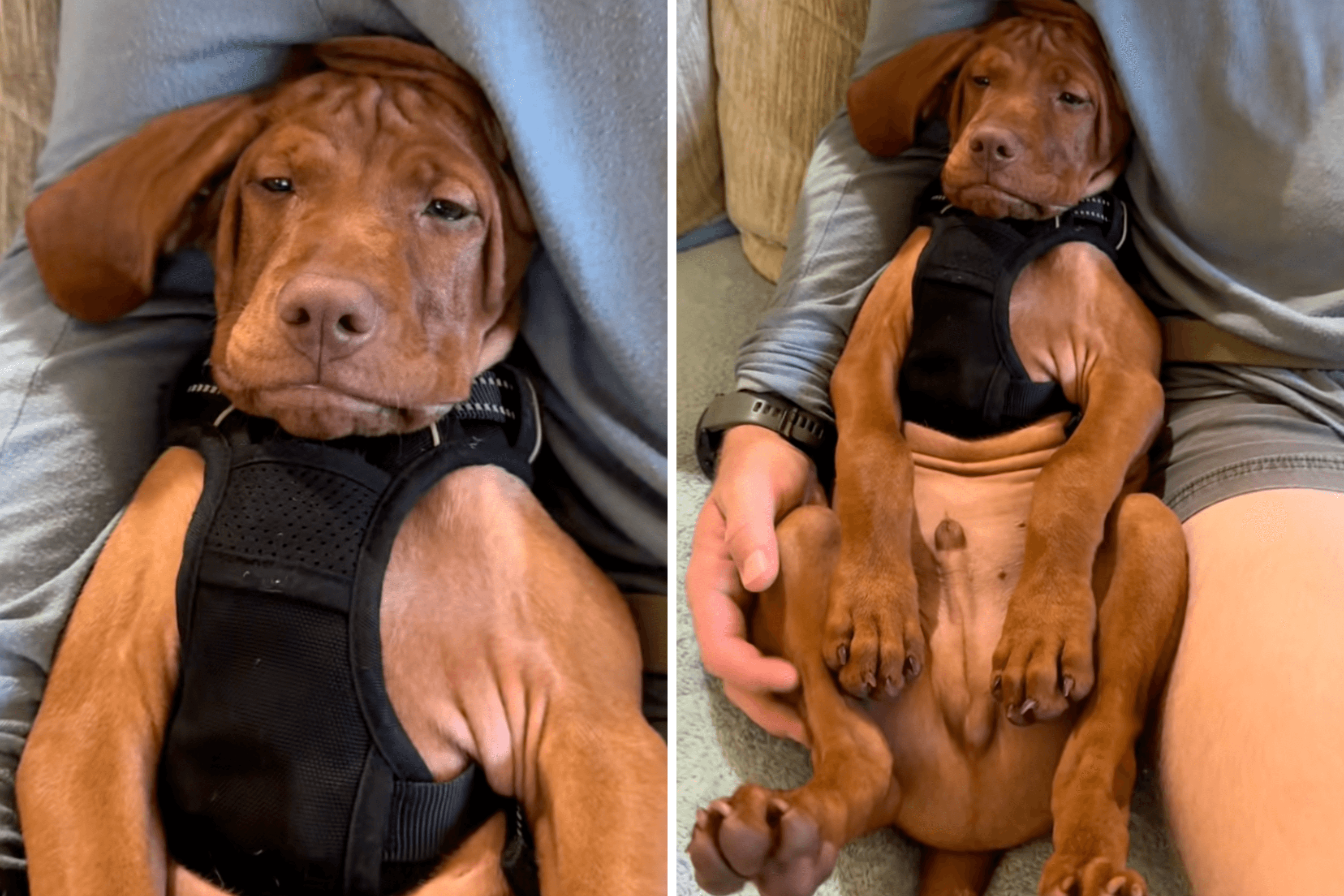 Puppy Left Feeling 'So Mad' at New Owners, Reason Goes Viral