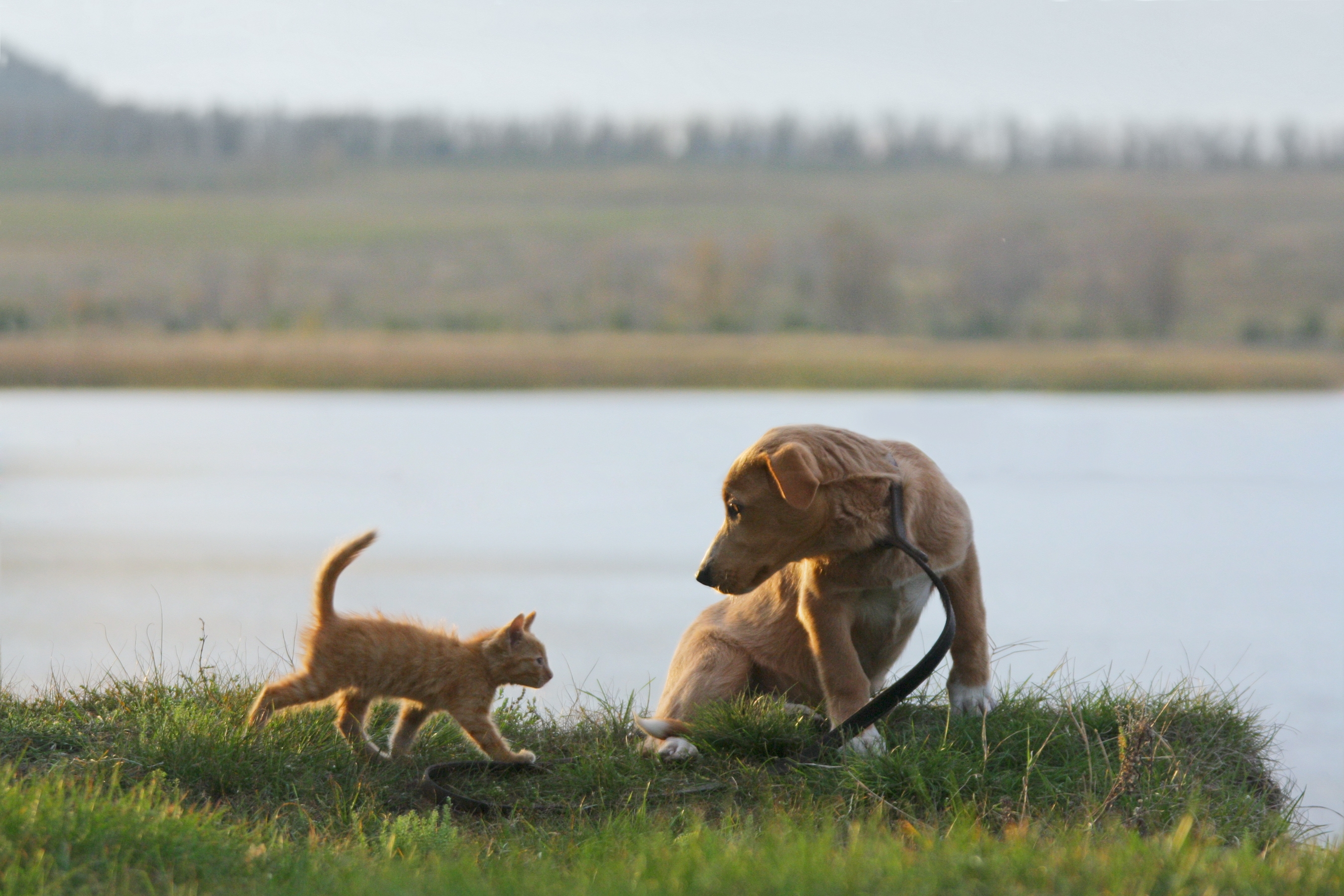 Dog Jumps in Water, What Cat 'Needy' Sibling Does Next Melts Hearts