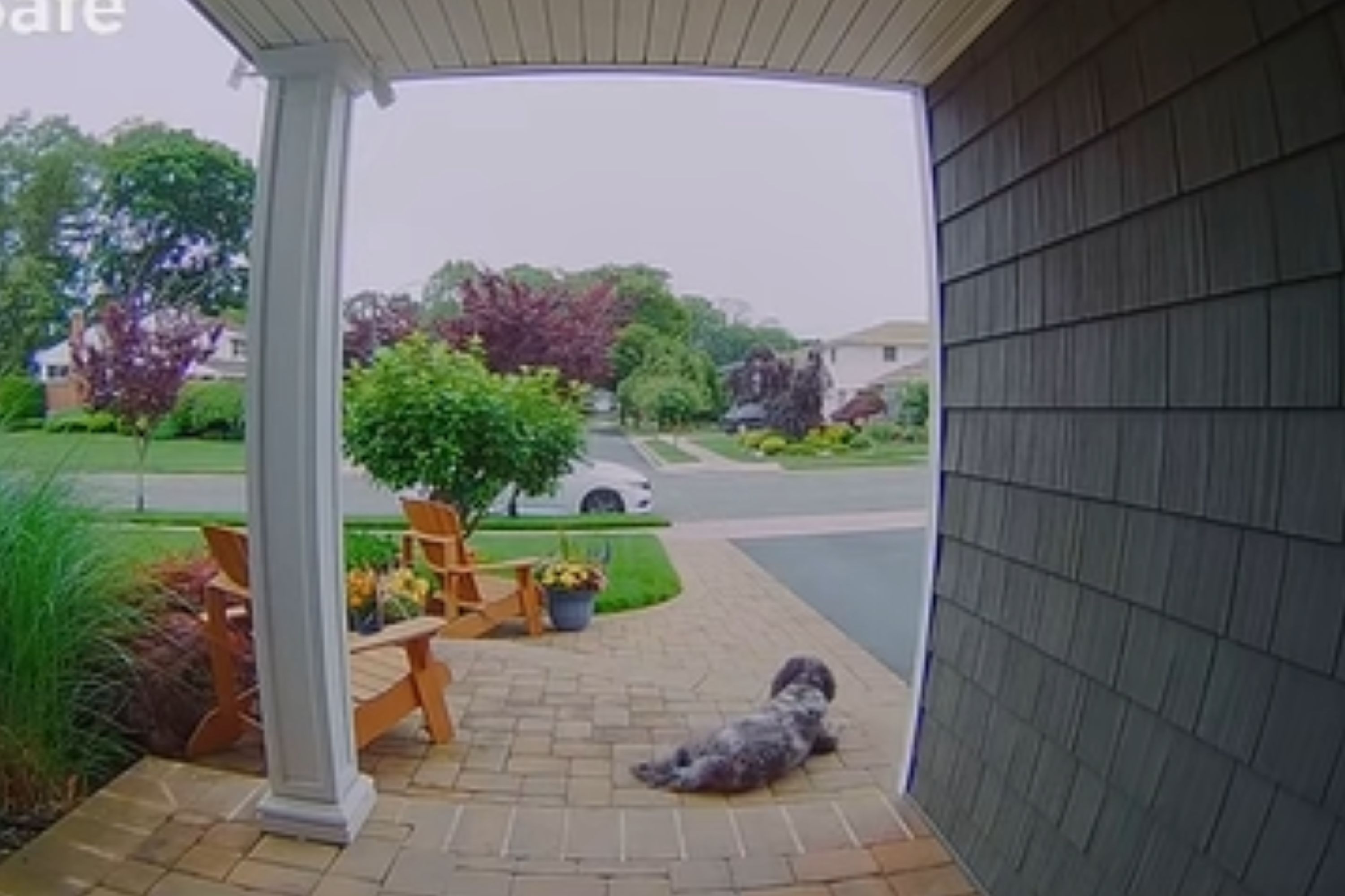 Dog Escapes and Runs Away From Groomers—Ring Cam Captures What Happens Next