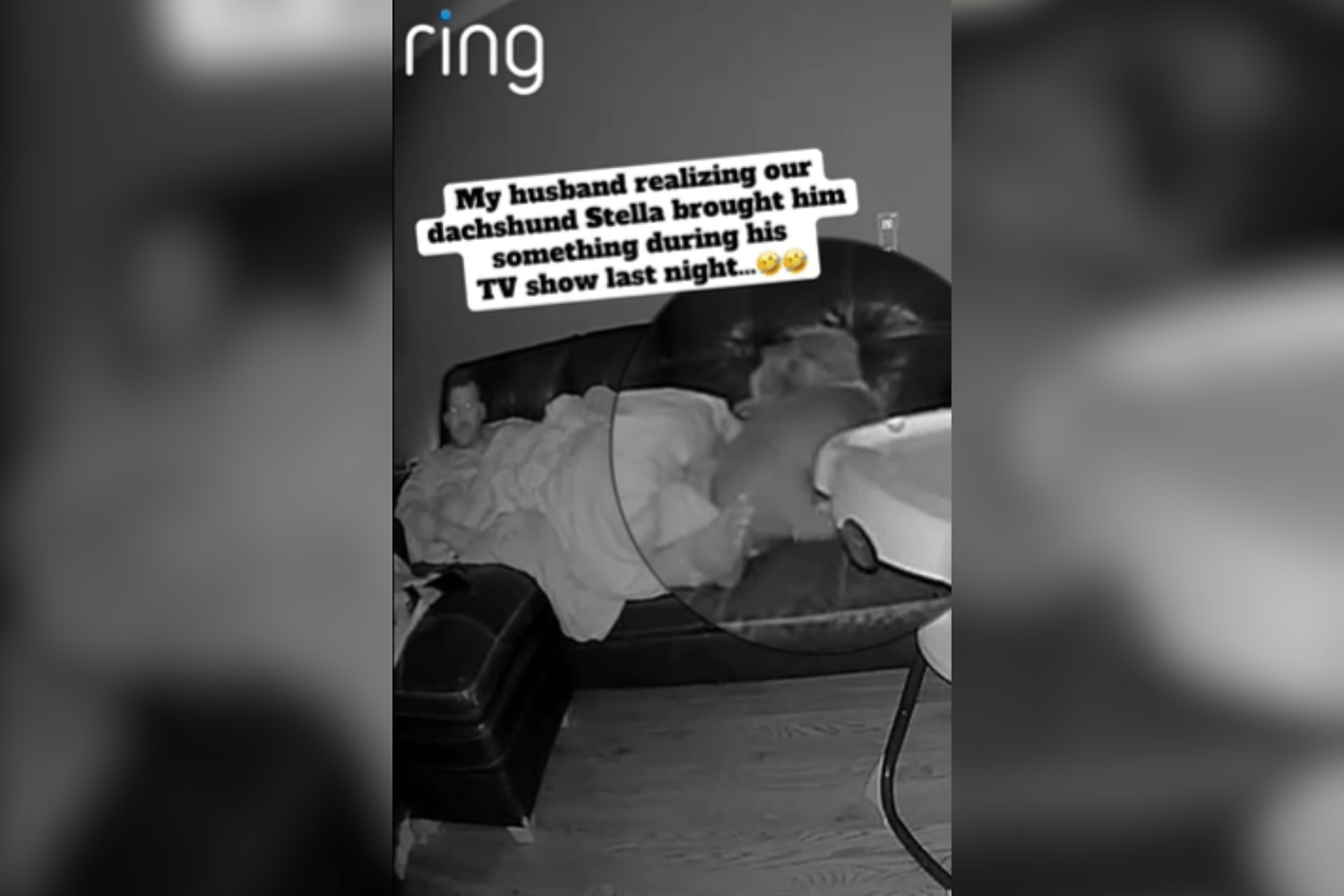 Horror as Man Watching TV Realizes Dachshund Brought Him 'Something'