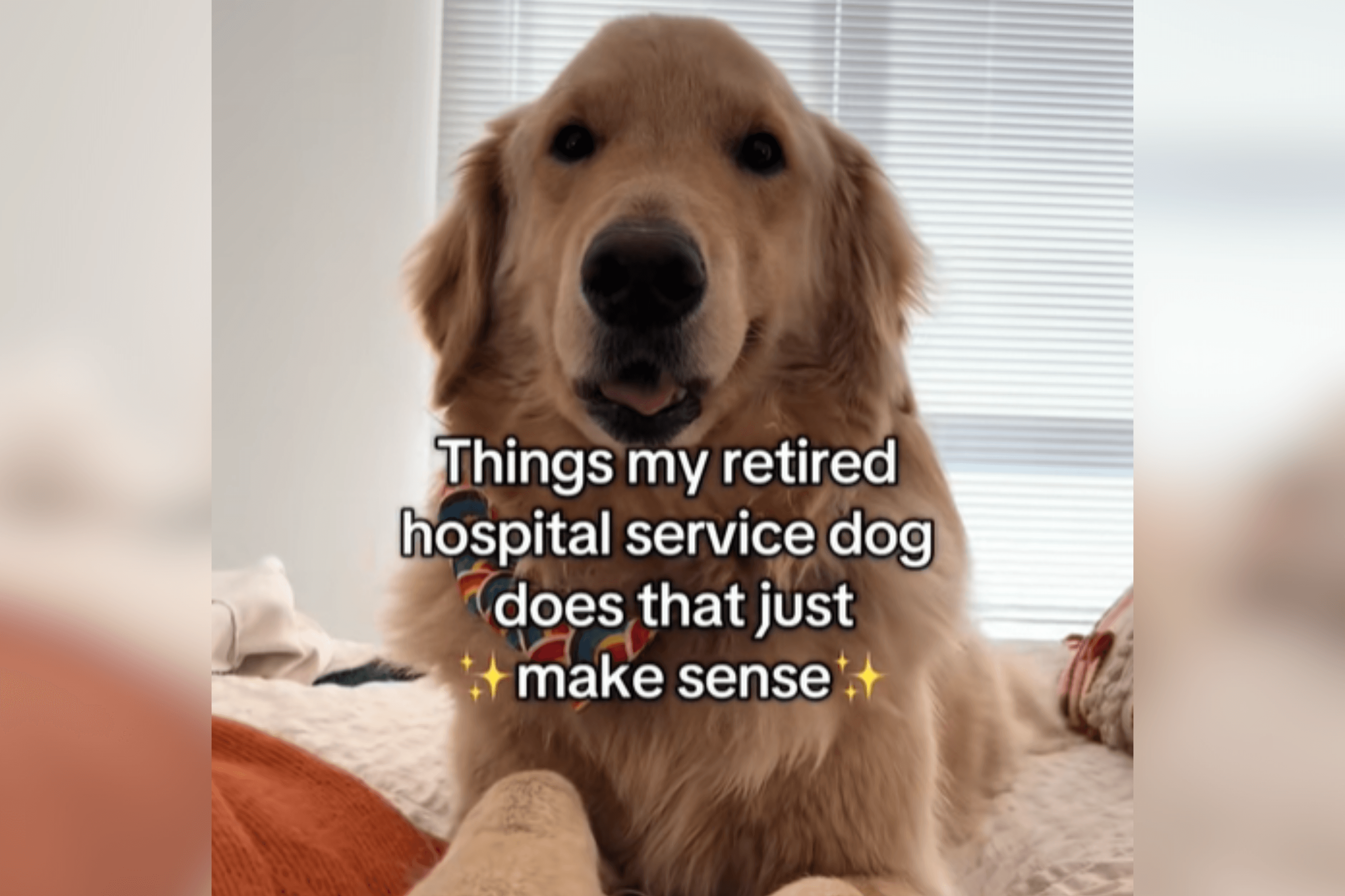 Hospital Dog Retires Due to Illness, Gets Adopted—Still Thinks He's at Work