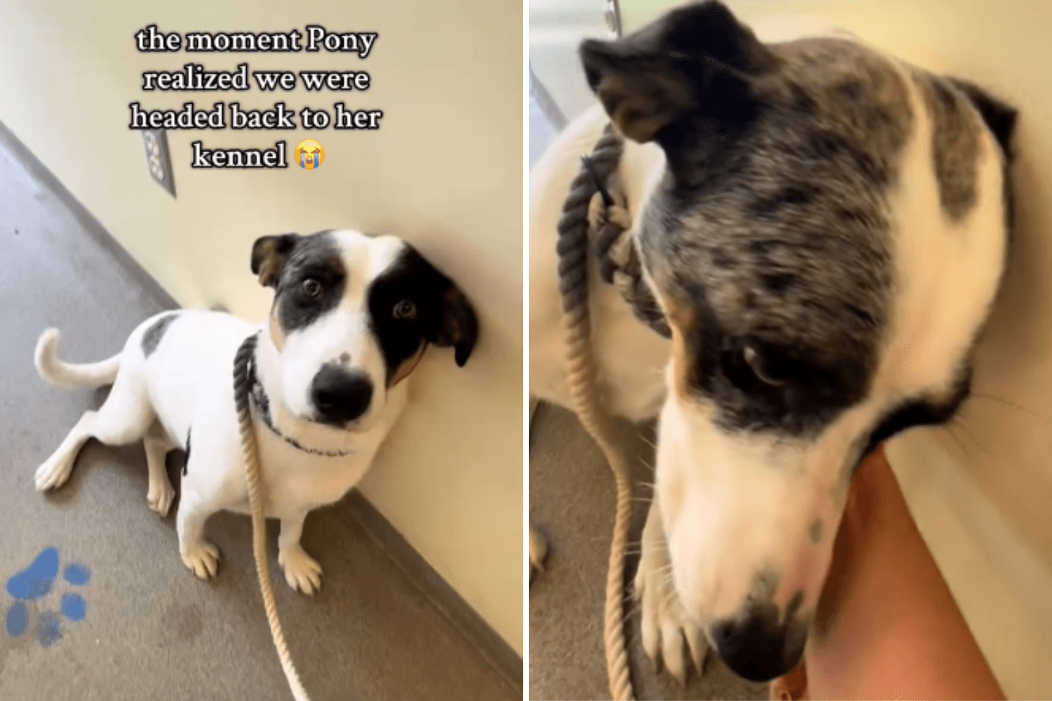 Dog Returned To Shelter Is Terrified of Kennel—Then Everything Changes