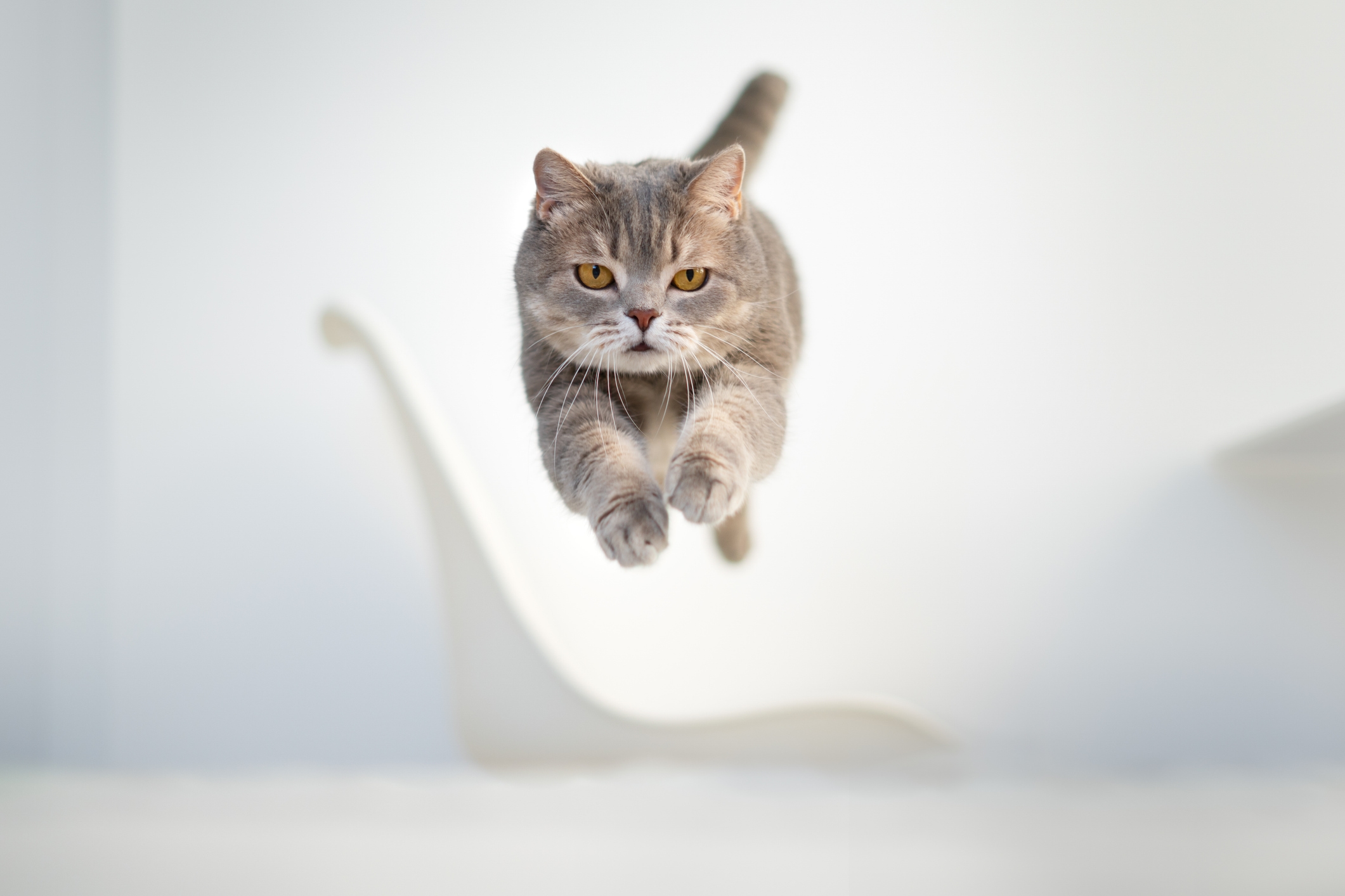Tears at How Cat With Two Legs Proves Sceptics Wrong: 'Better Without Them'