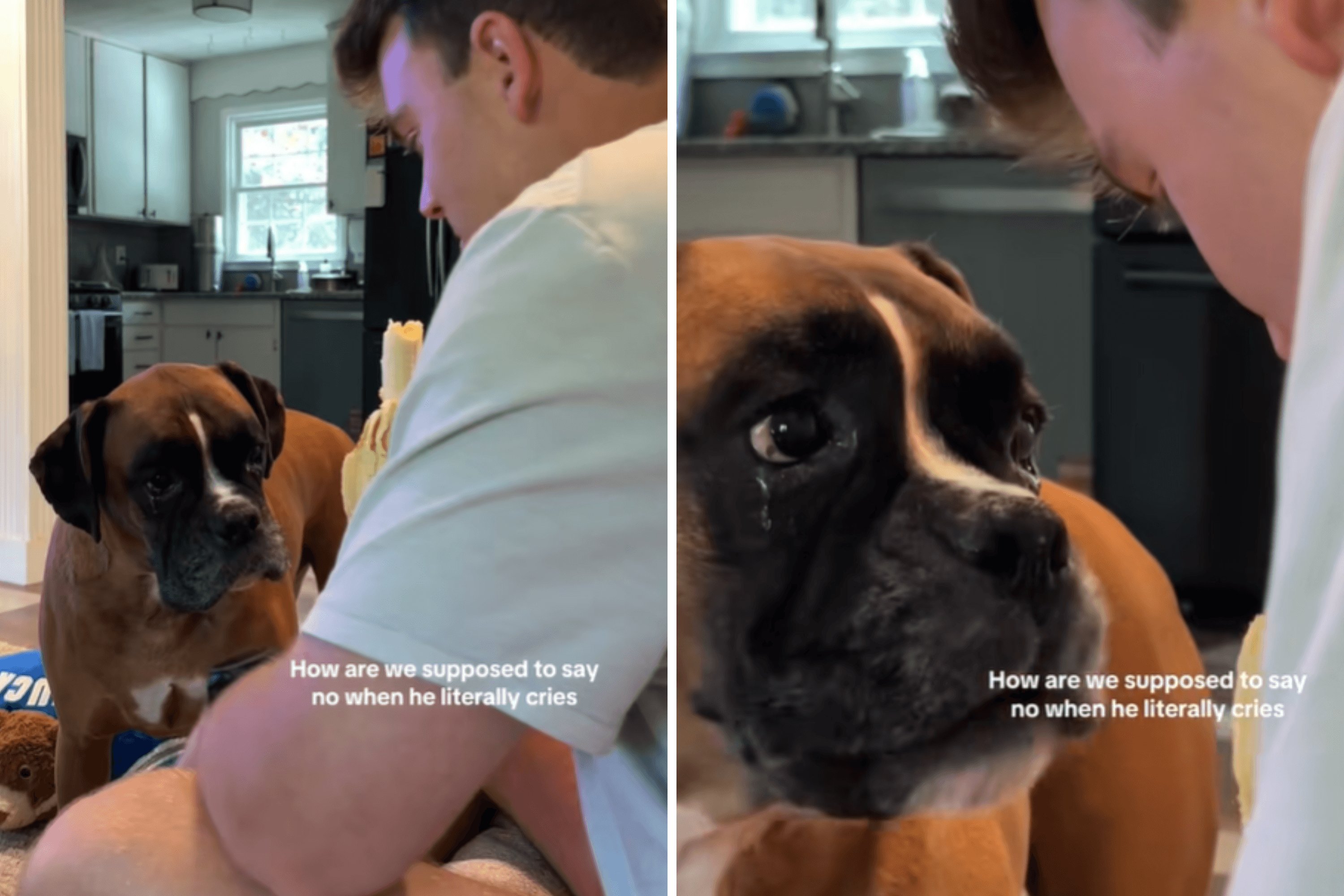 Dog 'Literally Cries' While Begging for Treat—and There's a Good Reason