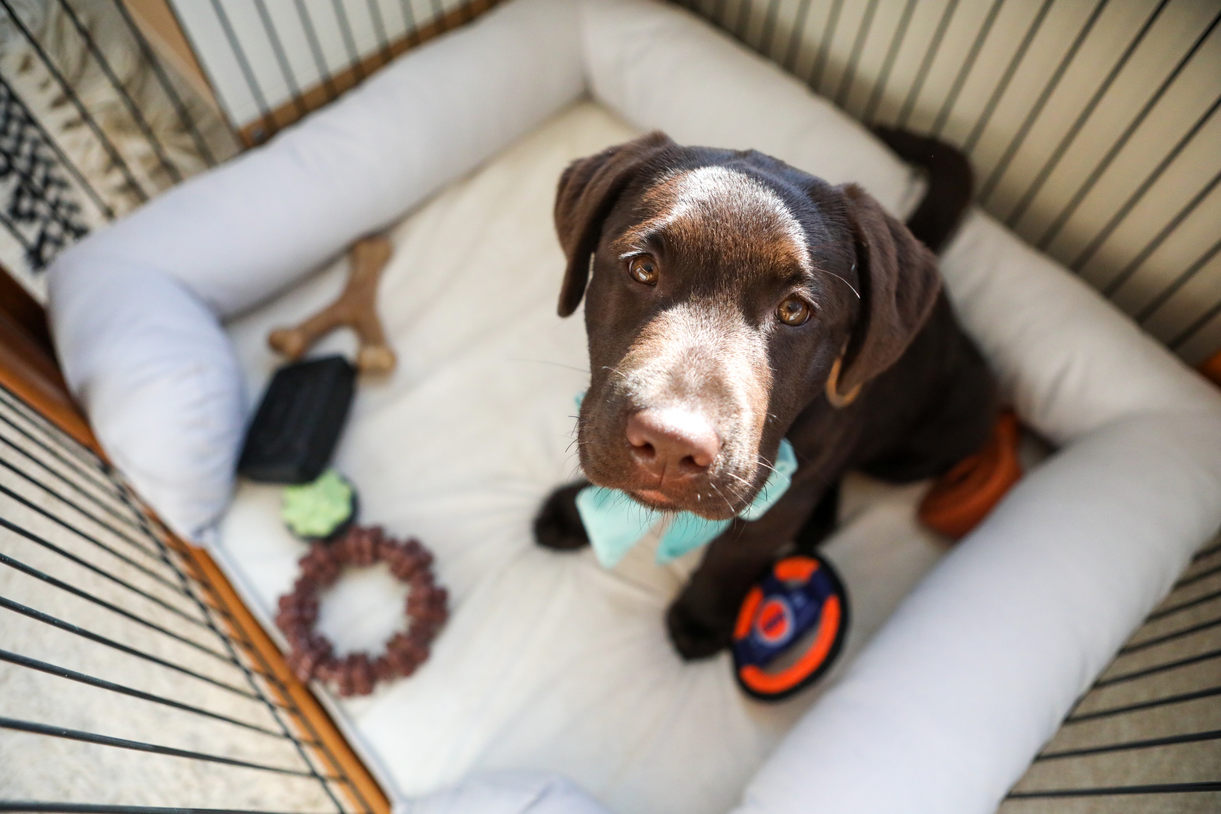 Labrador Gets Soft Crate, Owners Instantly Regret Their 'Good Idea'