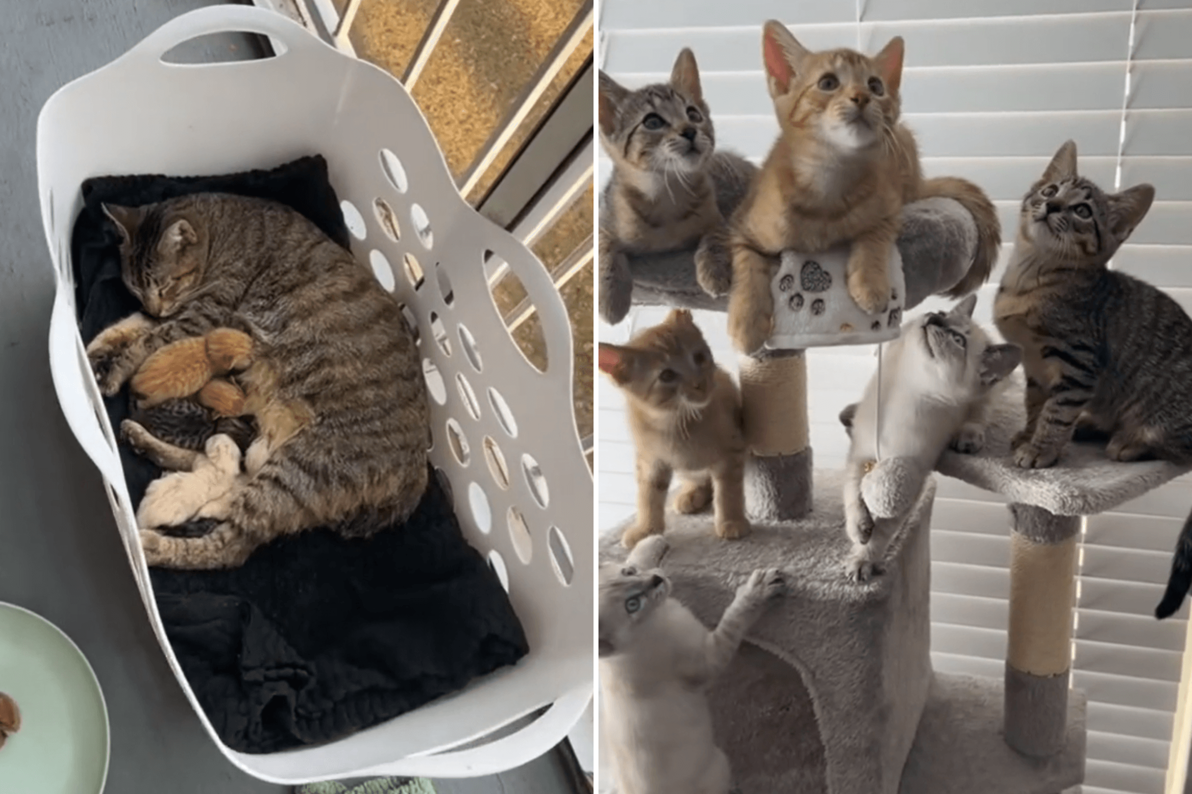 Woman Notices Pregnant Stray Cat, What Happens Next Leaves Her with 7 Pets