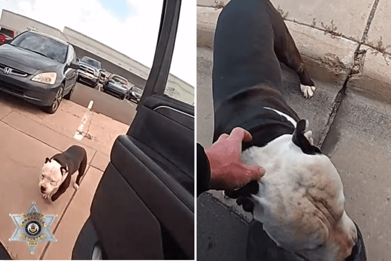 Cop Finds Dog in Middle of the Road, Not Prepared for What He Does Next