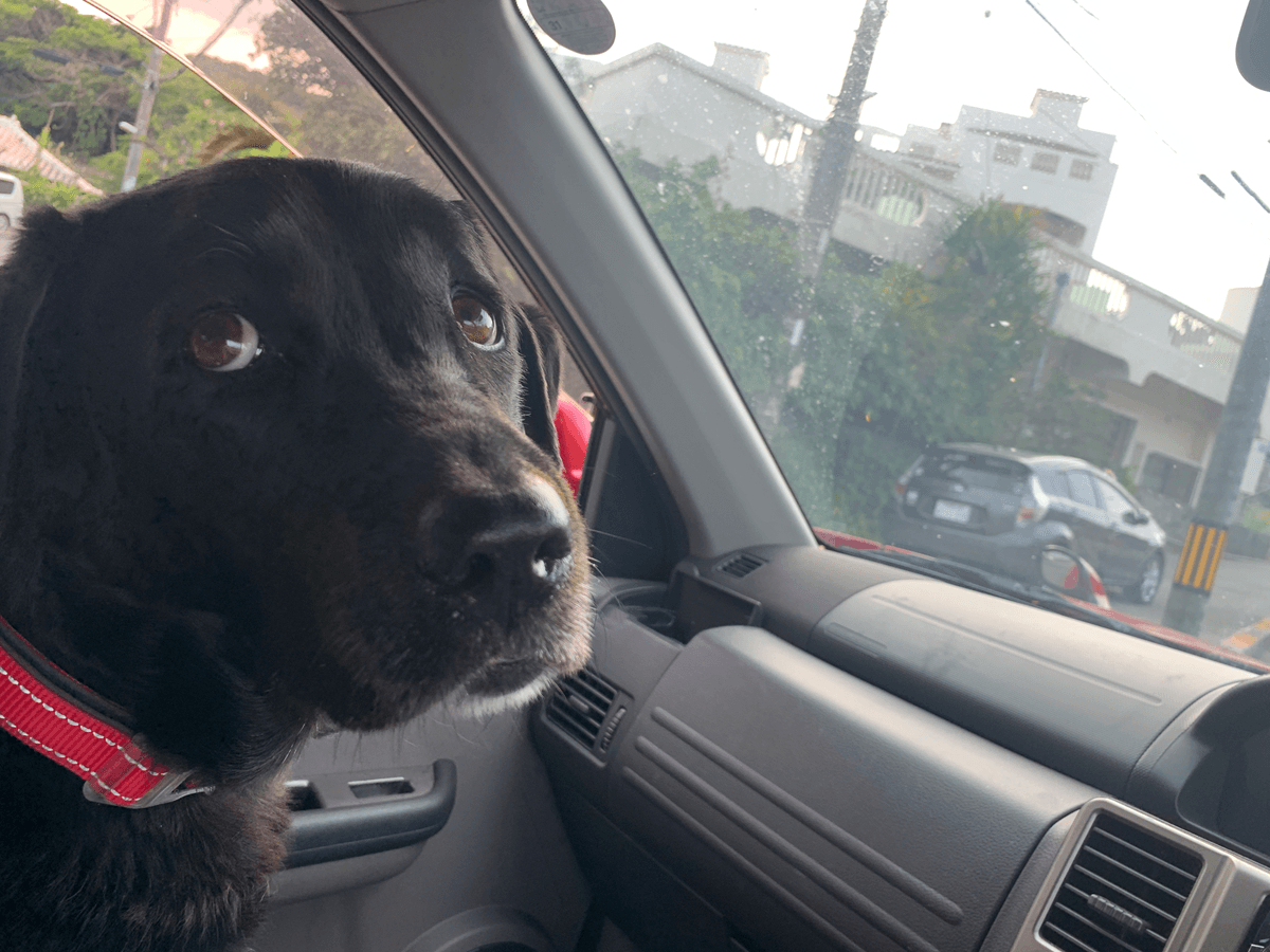 Labrador Has Sedative at Vets, Hysterics Over What Happens in Car