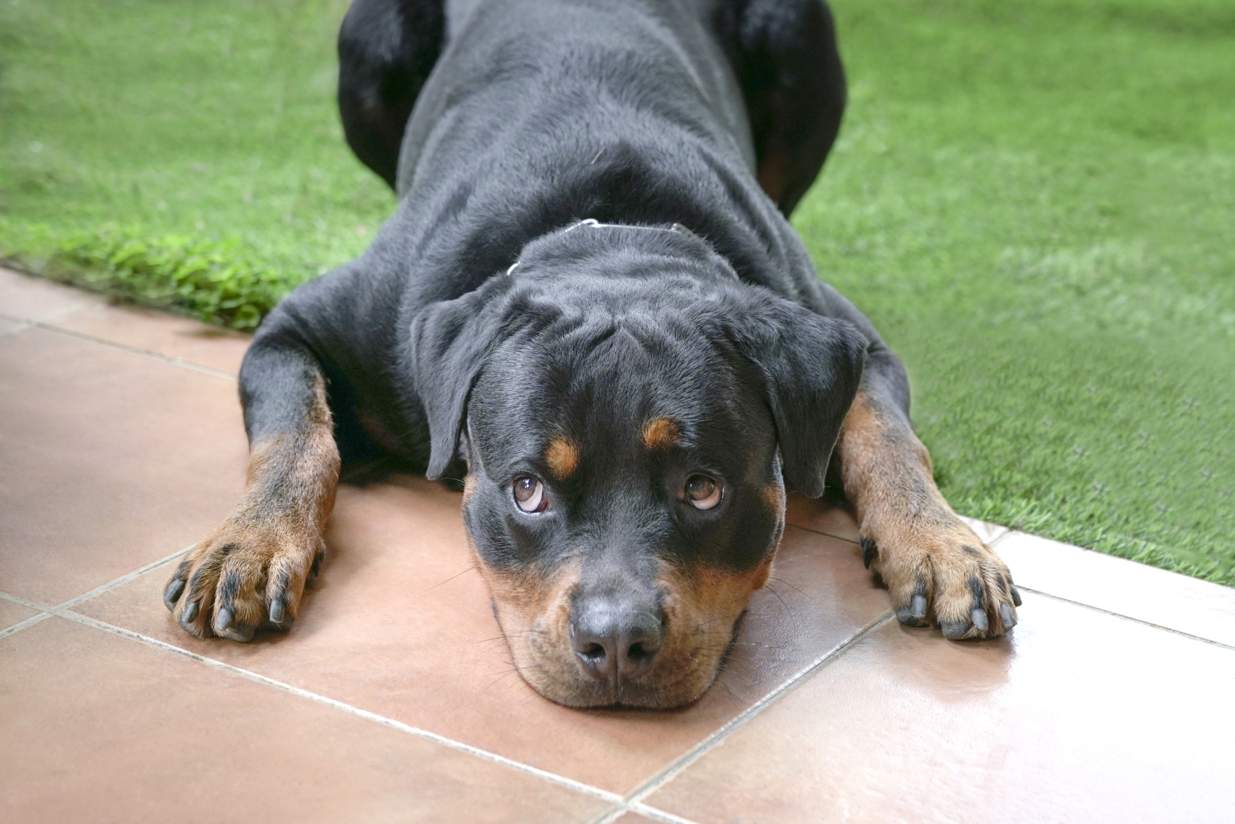 Dog Refuses To Leave Grandparents' Home—and the Reason Is Heartwarming