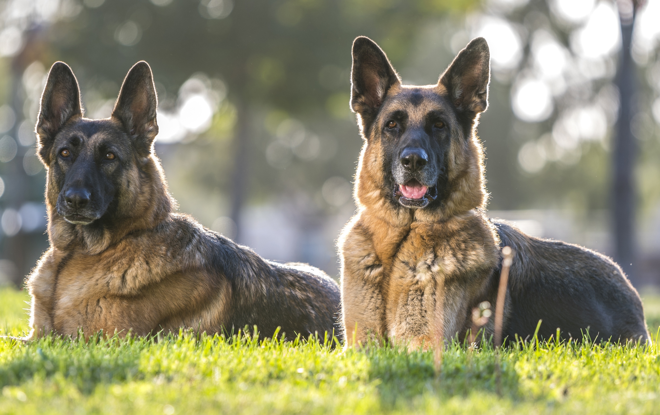 Woman Finds Two 'Starving' German Shepherds in Road—She Knows What to Do