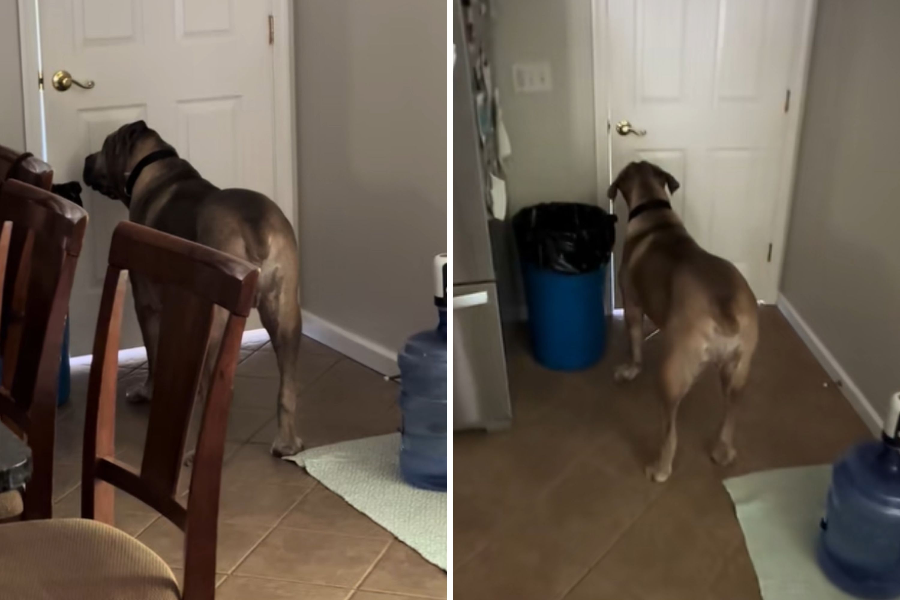 Internet Can't Cope With What 140-Pound Dog Does When Owner Leaves House