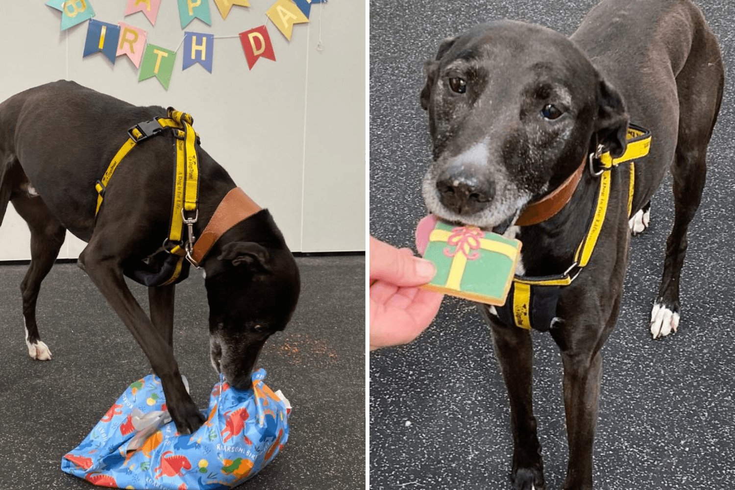 Heartbreak As Shelter Throws Adoption Event for Dog, but No One Turns Up