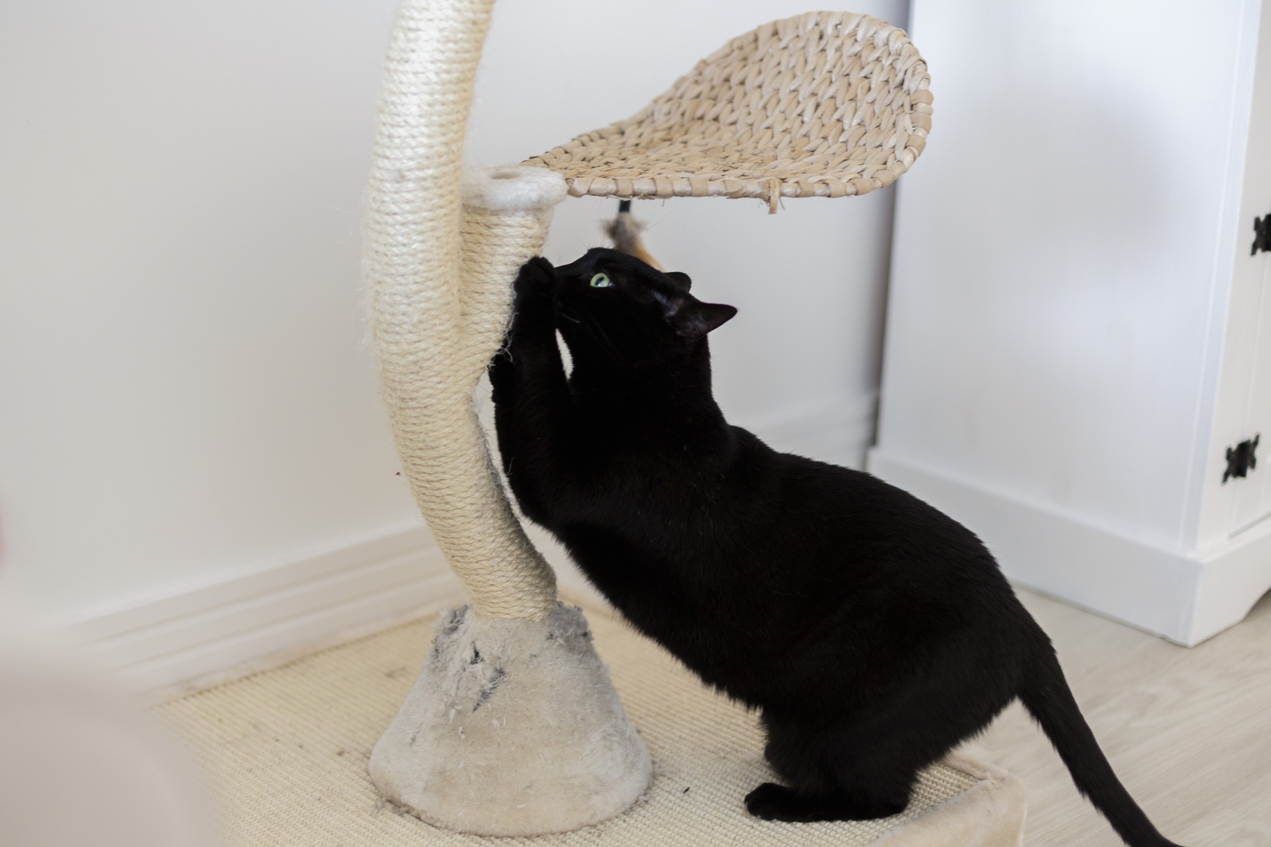 Home Security Cam Captures Moment Stray Cat Gets His First-Ever Scratcher