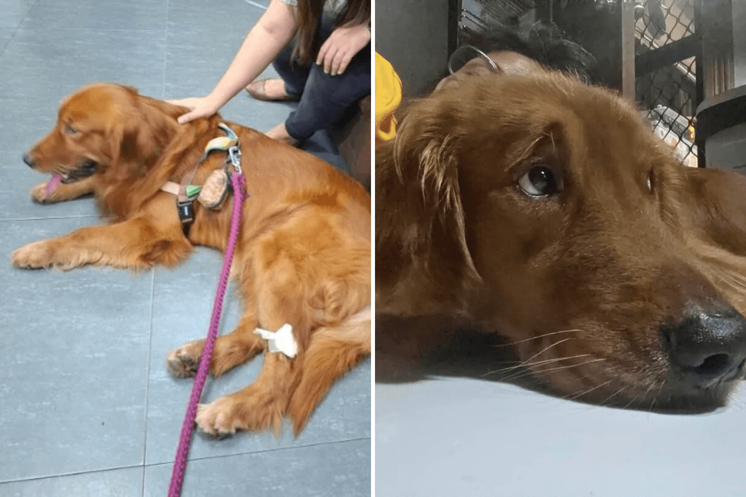 Owner Goes on 5-Day Trip—Nothing Could Have Prepared Her for Dog's Reaction