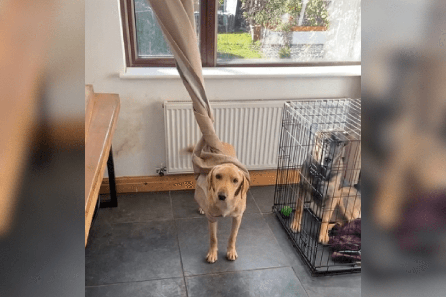 Woman Comes Home, Can't Believe How She Finds Dog: 'Never Worked Out How'