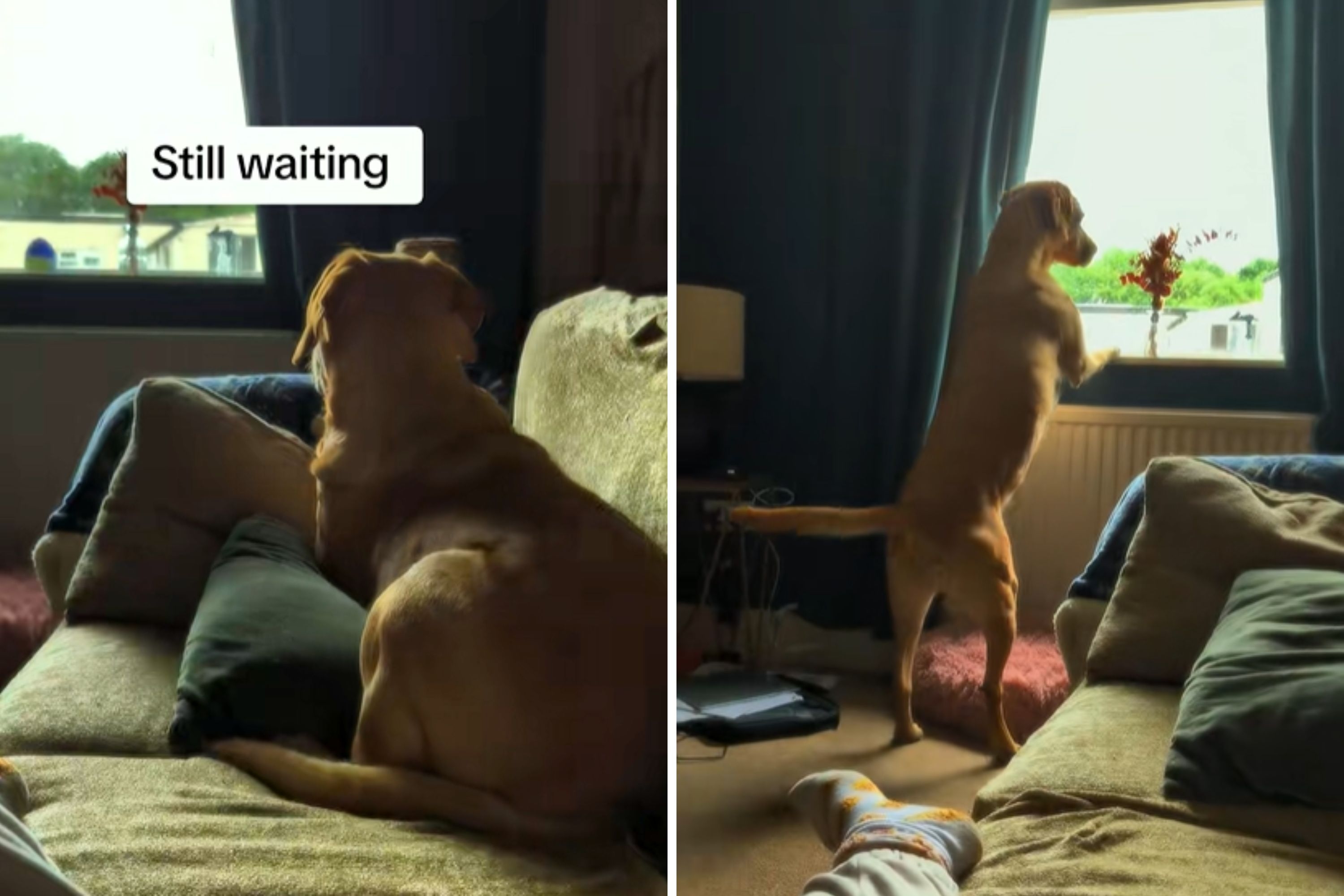 Man Still Visits Dog 4 Years After Breakup—Labrador's Reaction Says It All