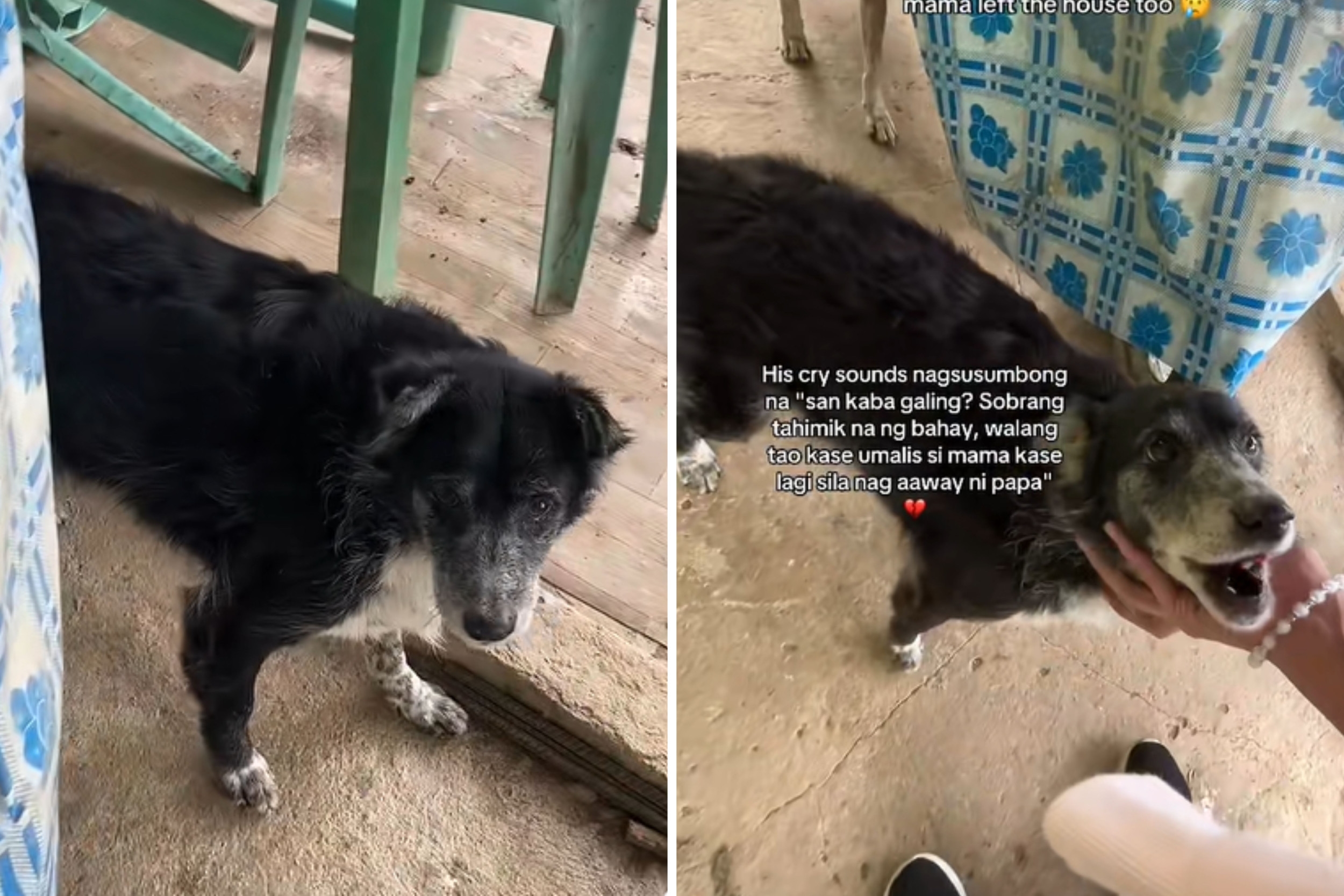 Woman's Heart Breaks as Dog Nearly Doesn't Recognize Her After a Year Apart