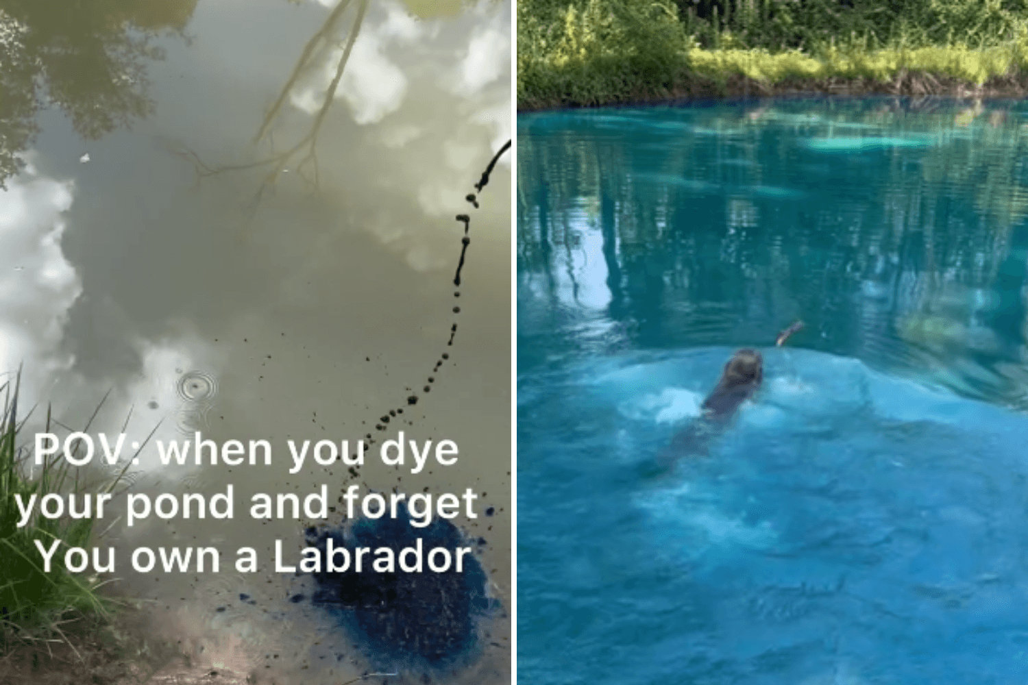 Man Dyes Pond Blue—Completely Forgets His Labrador Lives for Water