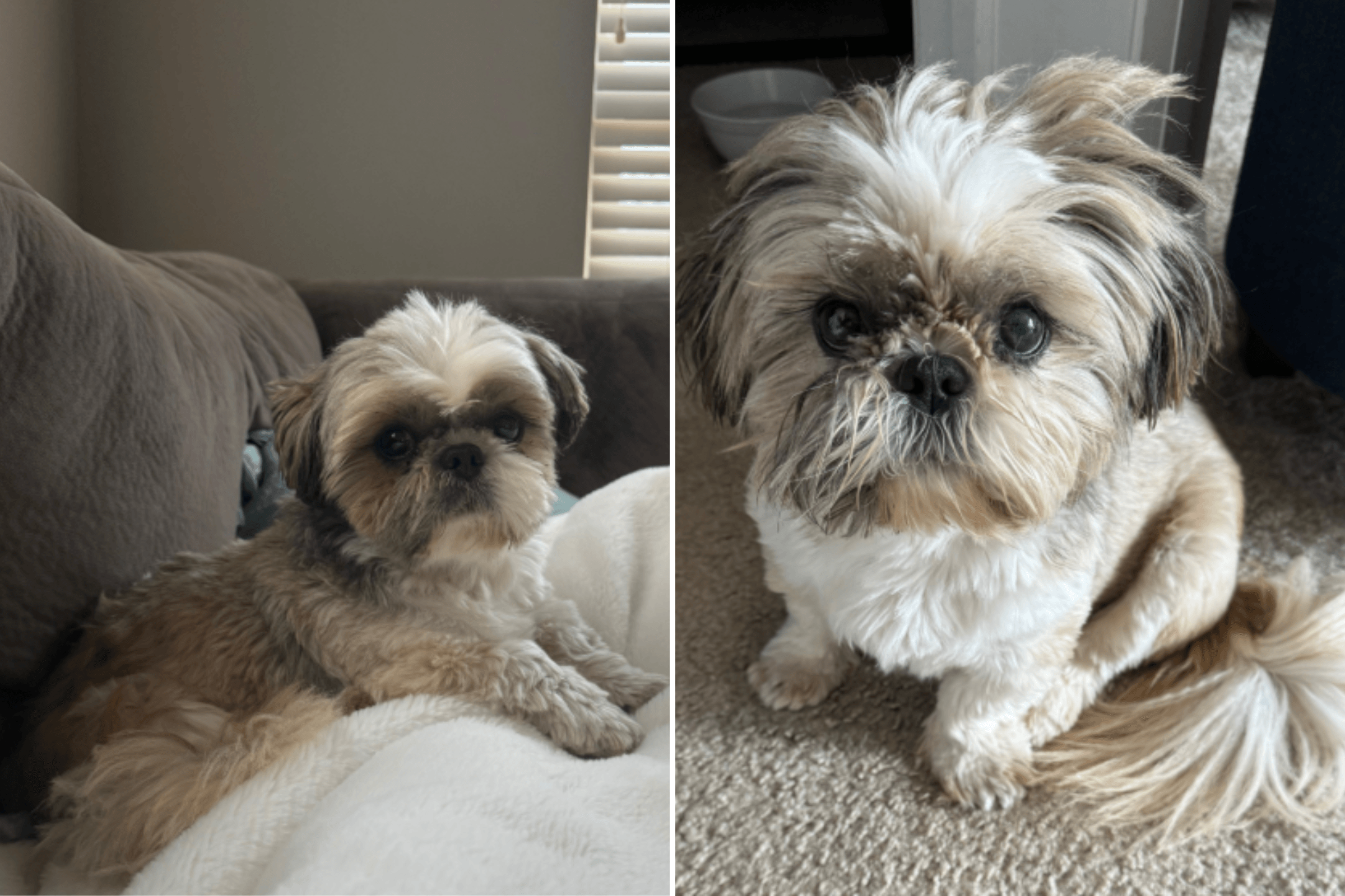 Rescue Dog Left Home Alone—Woman Left Heartbroken by Note From Neighbor