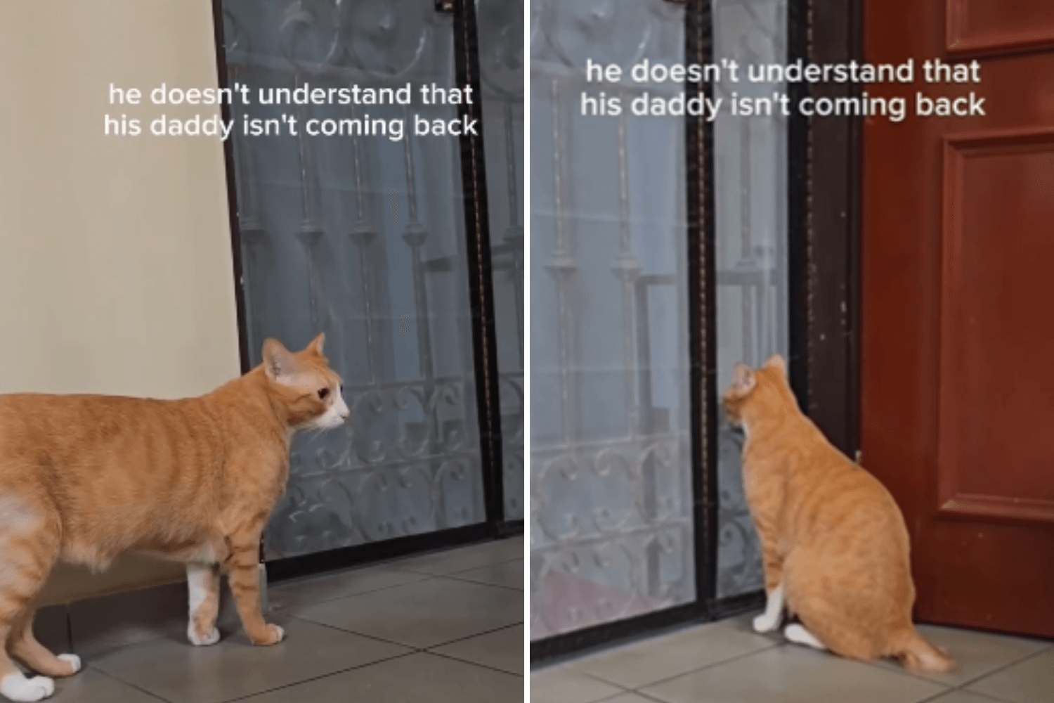 Hearts Break As Cat Realizes 'Daddy' Isn't Coming Home