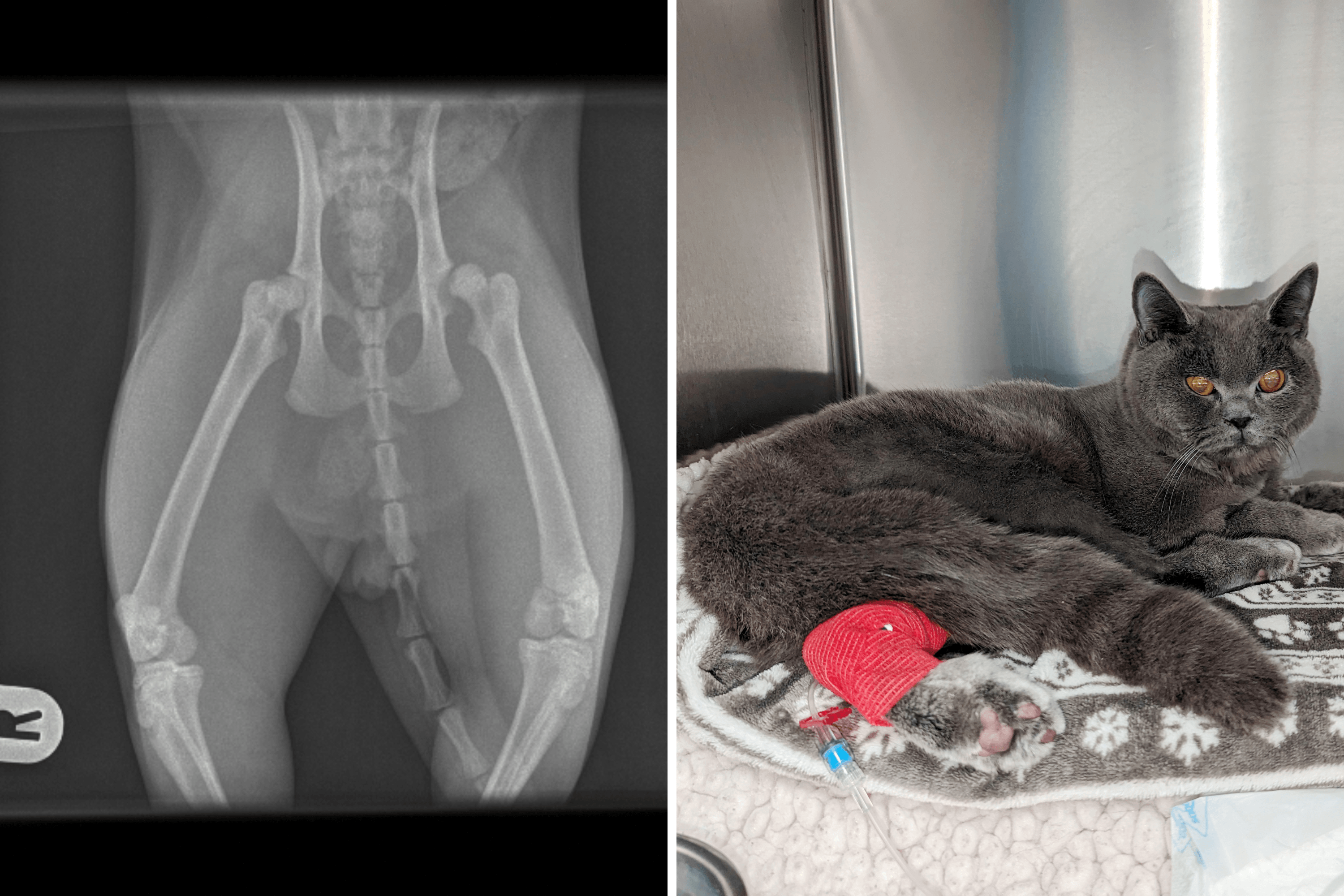 He Survived the Unthinkable: Cat With 5 Fractures Finds the Love he Deserves -