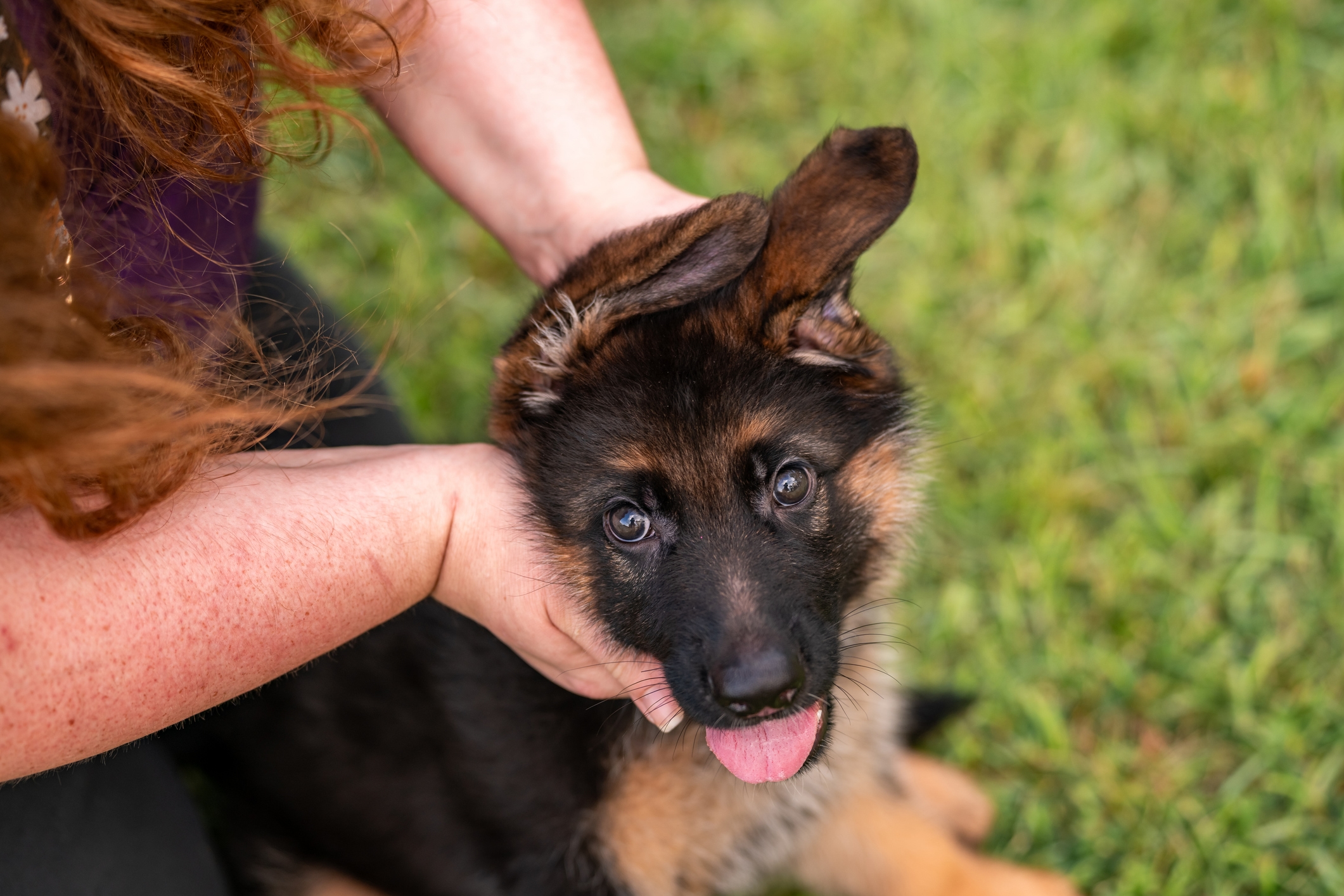 Retriever and German Shepherd Have Puppies, Viewers Not Prepared for Result