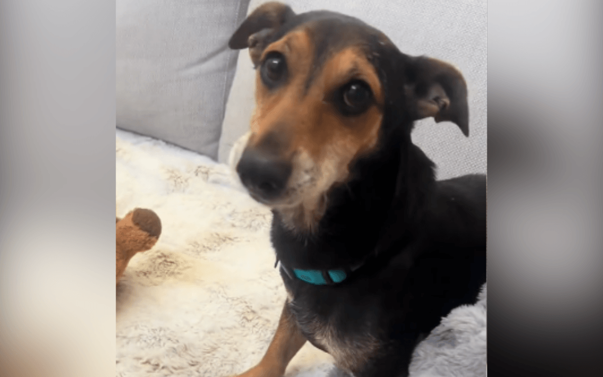 Senior Shelter Dog To Be Euthanized the Next Day—One Thing Changed His Fate