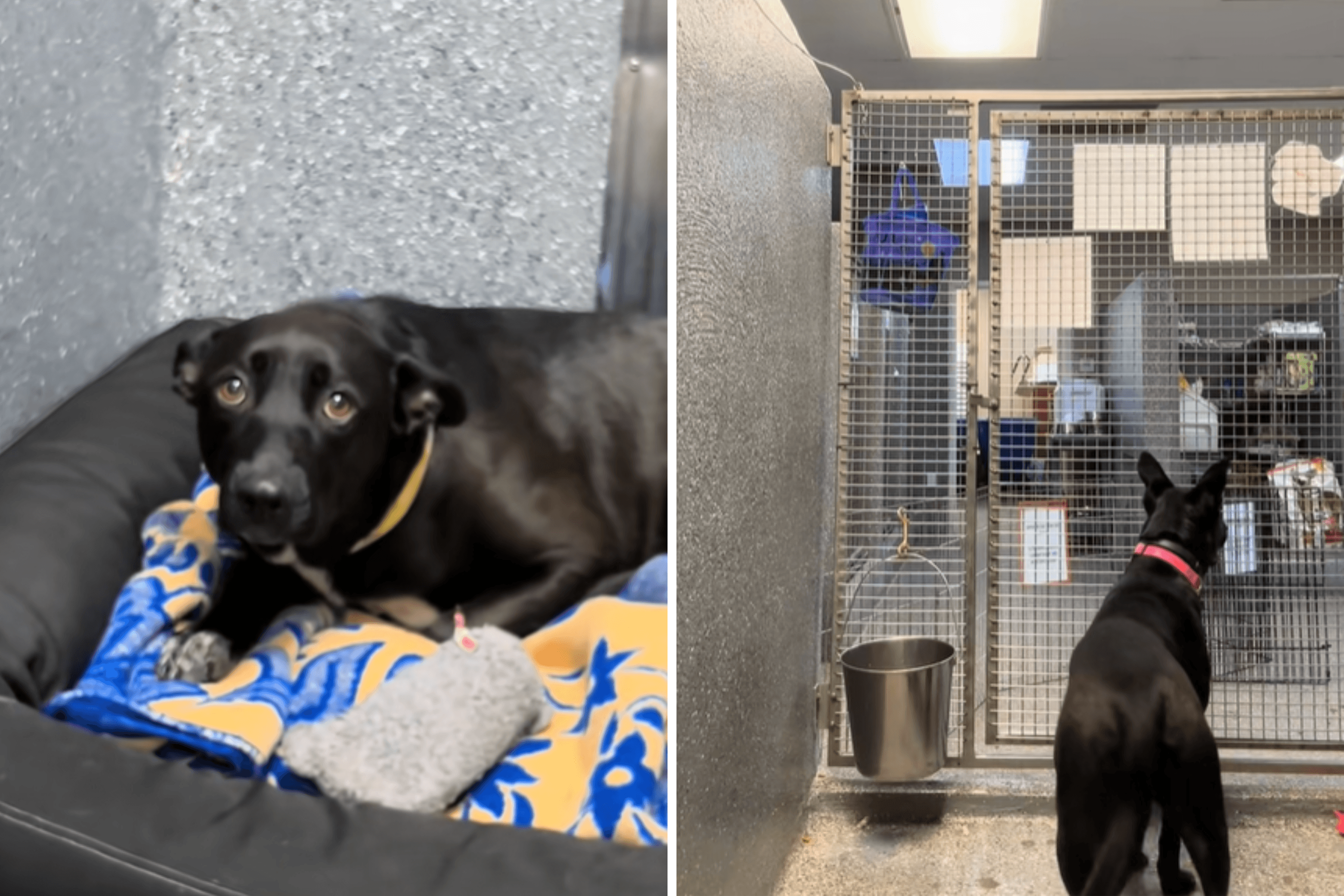 Dog in Shelter for Over 365 Days Still Looking for a Forever Home