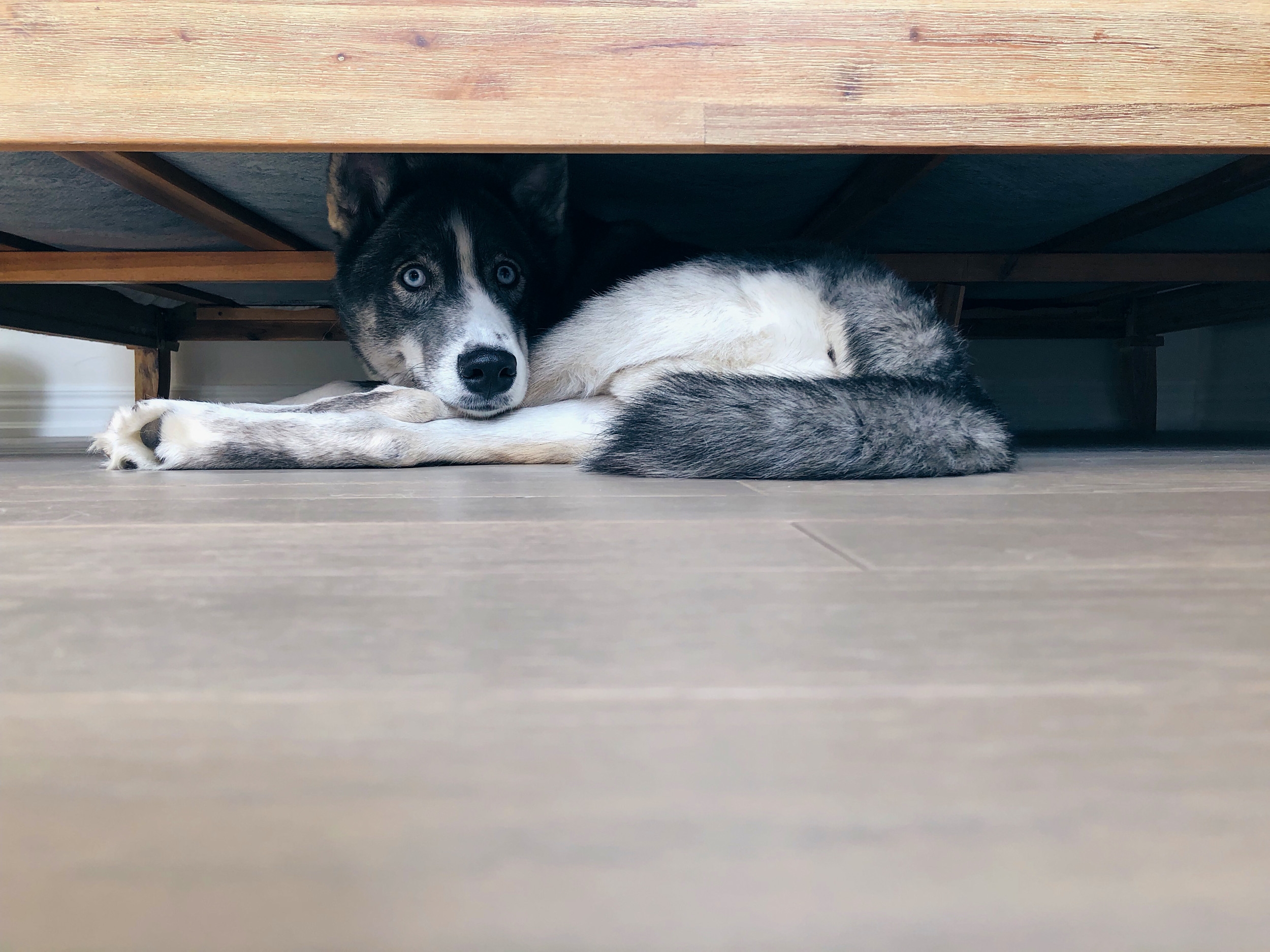 Rescue Dog 'Too Scared' To Come out of Kennel, Then Owners Turn On Pet Cam