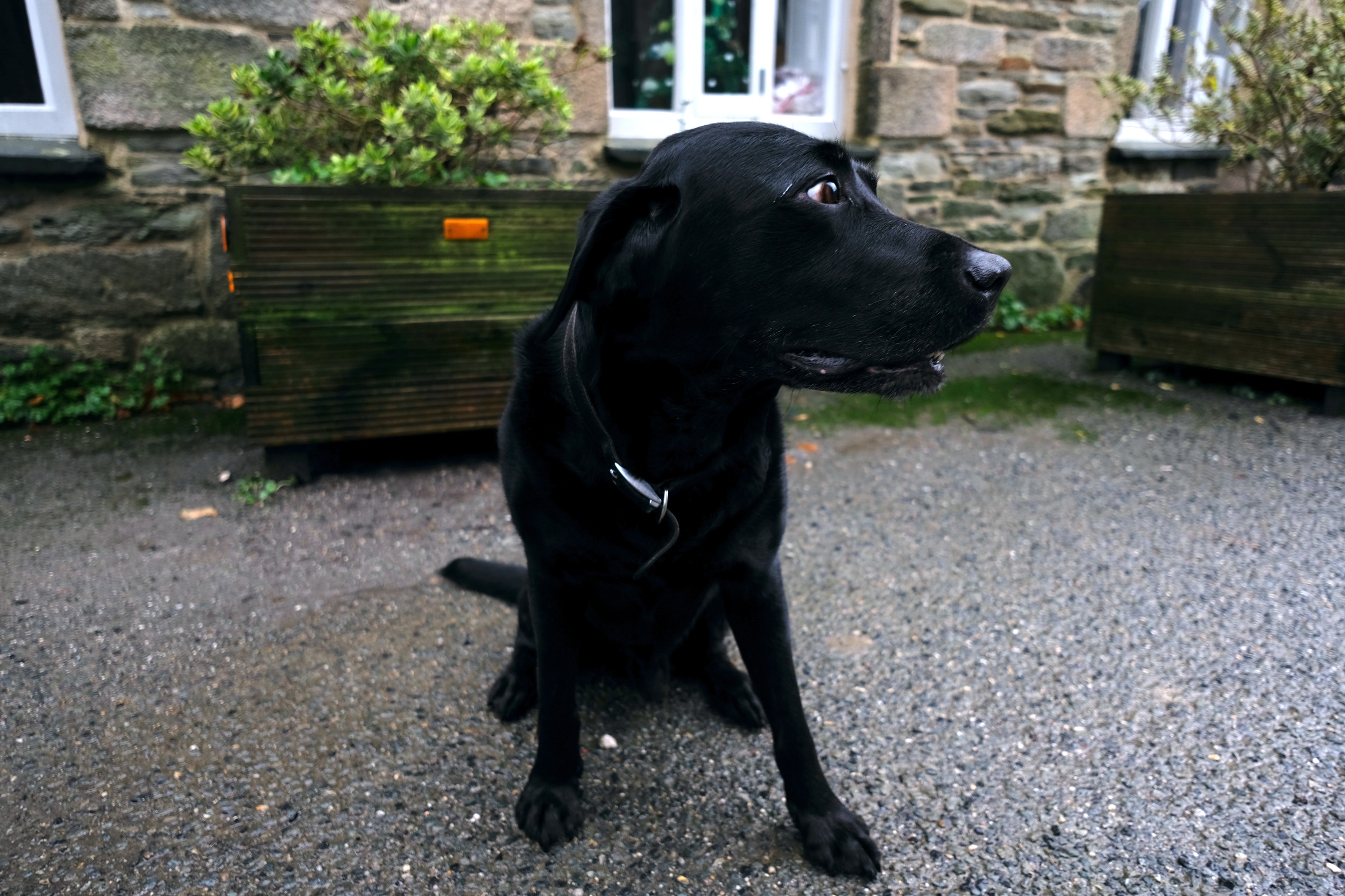 Dog Learns To Open Door, Owner Can't Believe Who's Also Sat on Front Porch