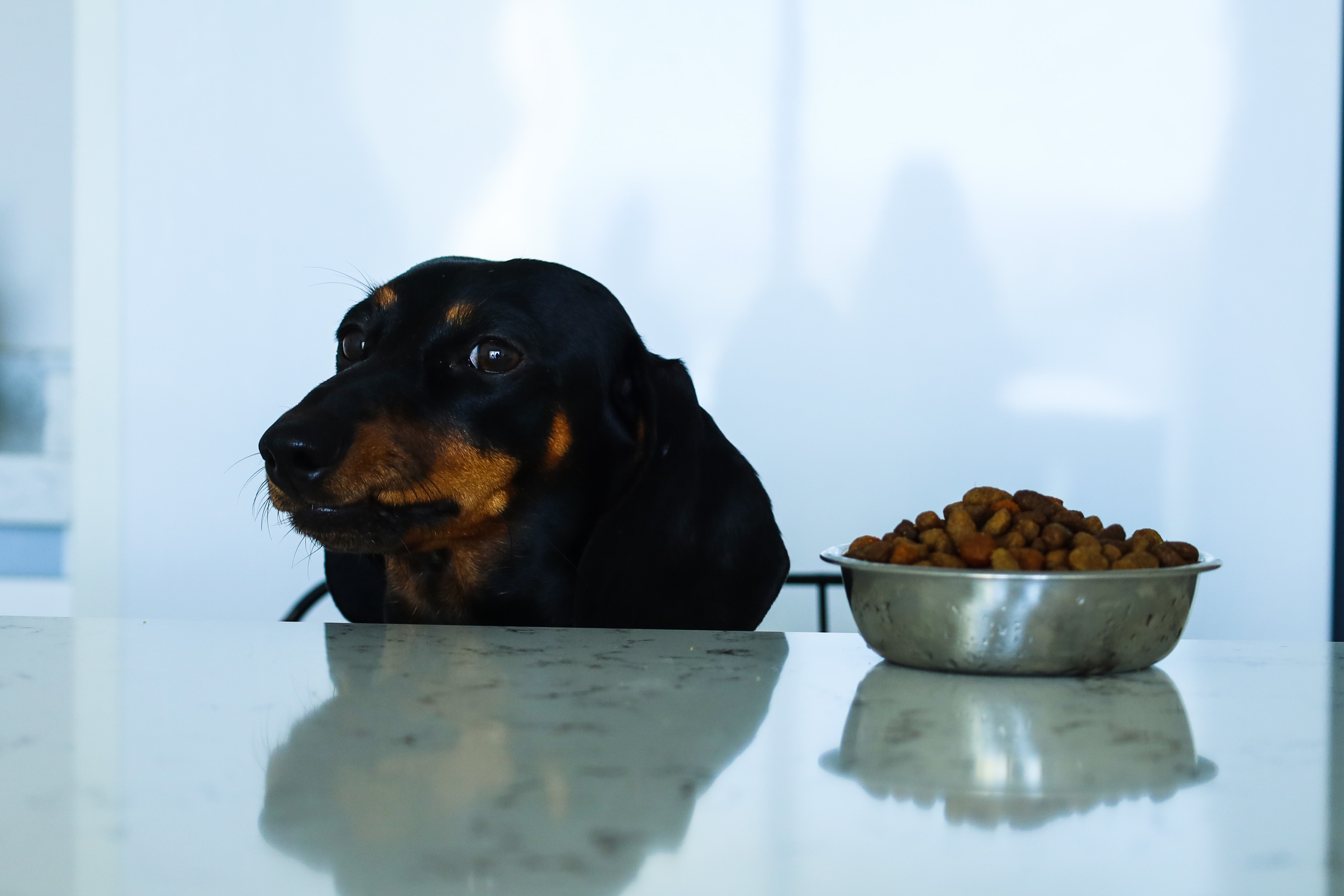 Dachshund Won't Eat Dinner, Great Dane Brother Knows What He Needs To Do