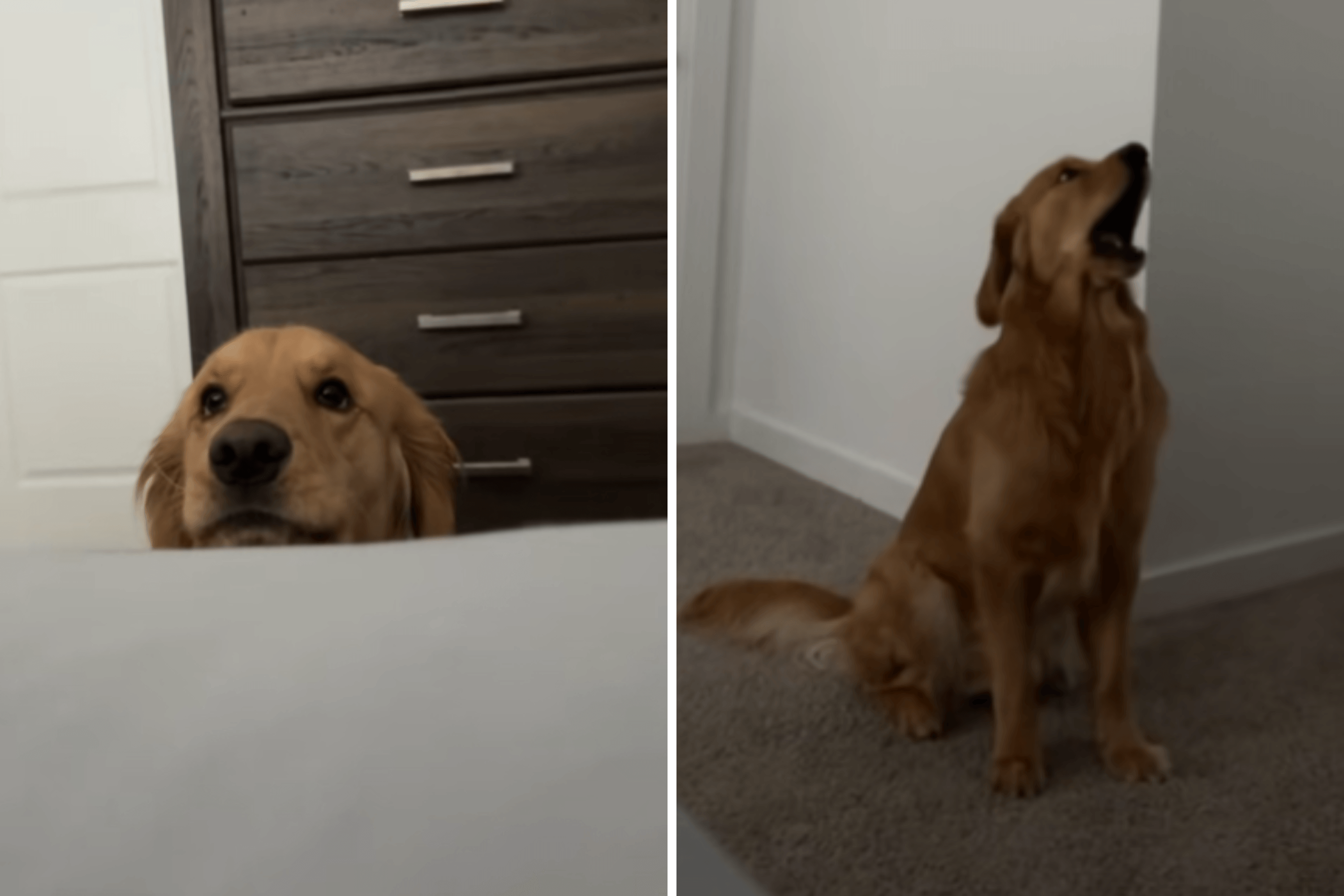 Golden Retriever's Excitement at Having House Guests Is Too Cute To Handle