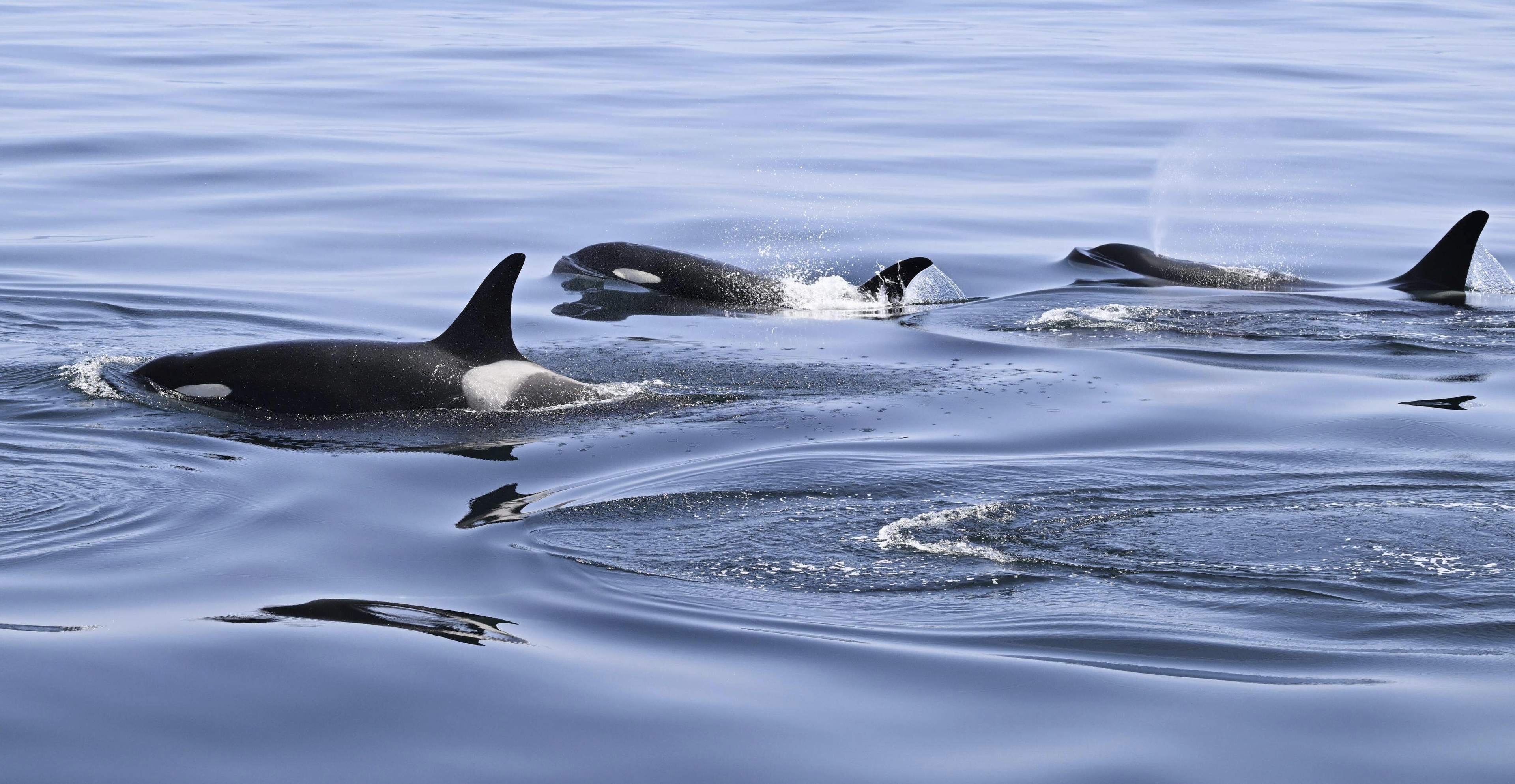 Killer Whales Attack Boat Again