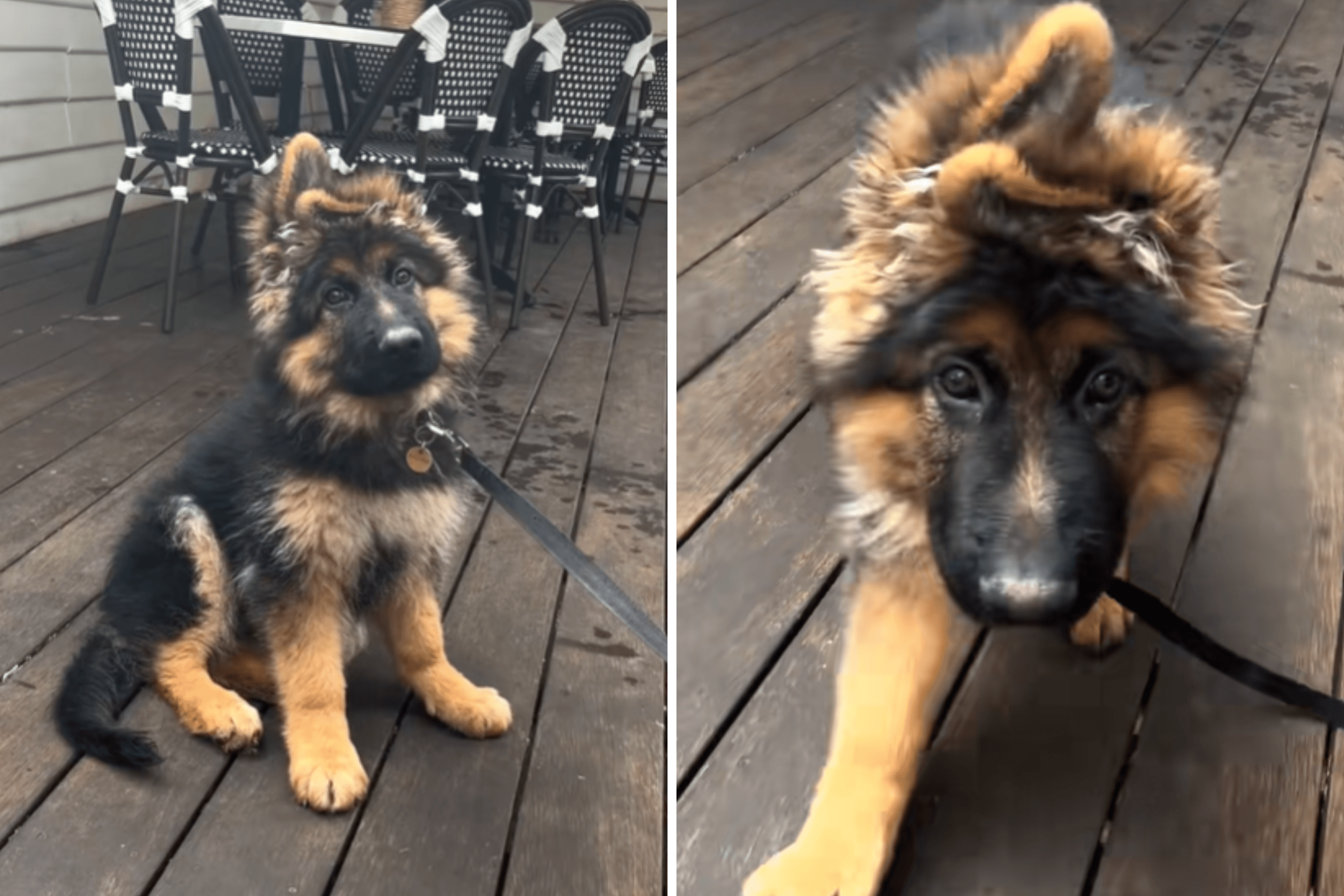 Owner Gets 'Cute Fluffy Puppy'—Not Prepared for What He Turns Into