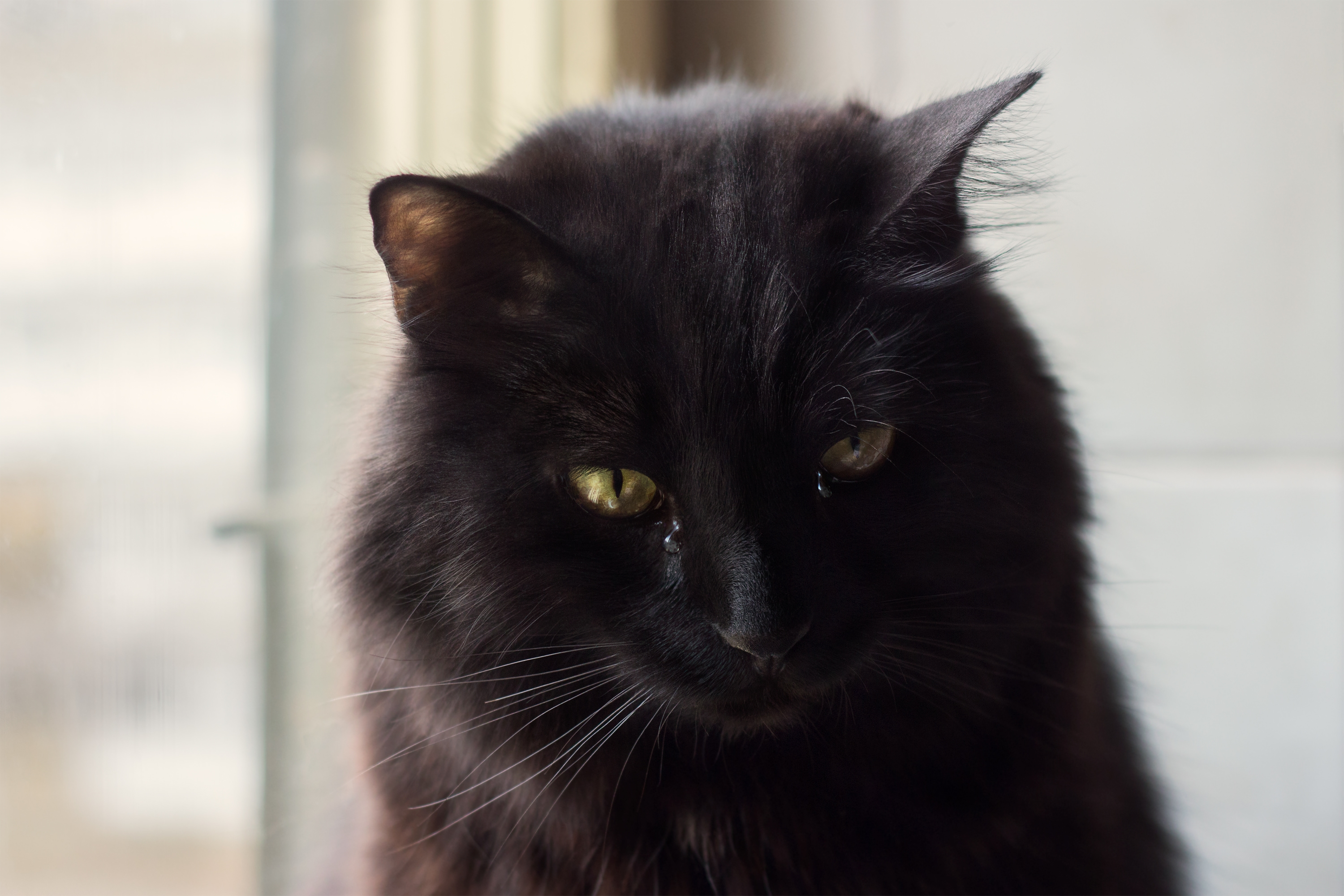 Owner Shows Adopted Cat Her Mom's Photo—Can't Cope With What She Does