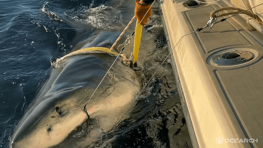 Massive Great White Shark Pings Off Nantucket Coast: Track Its Movements
